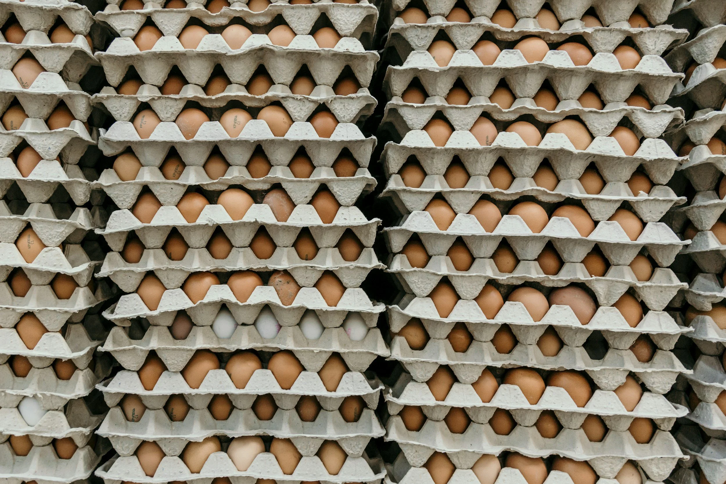 SPIDES for Stored Hatching Eggs: What the Research Actually Shows