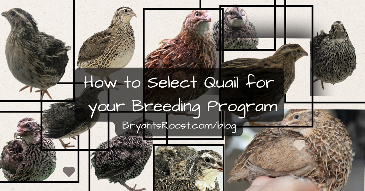Bryants Roost blog on quail selection
