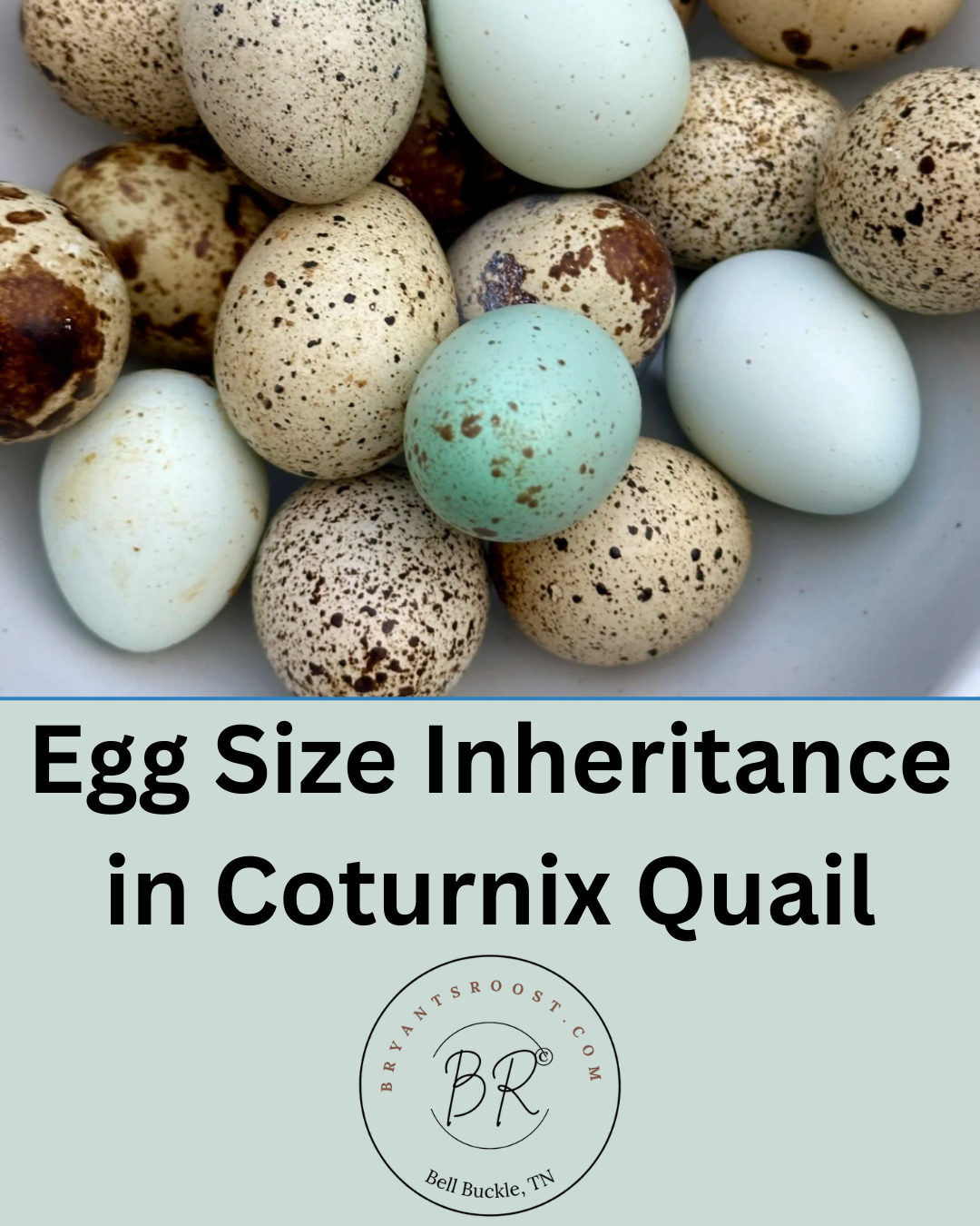 Egg Size Inheiritance in quail review paper