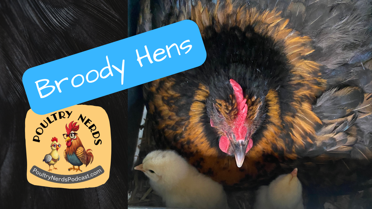 Broody Hens.png