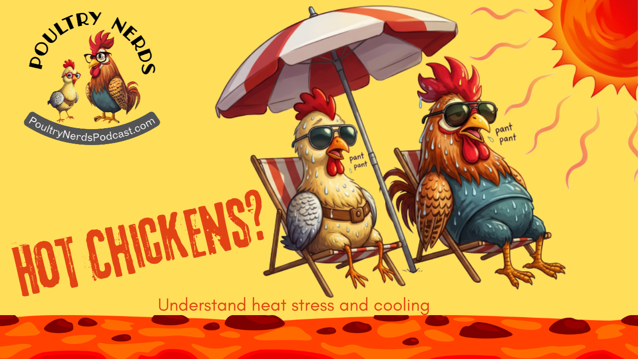 Poultry Heat Stress: Myths, Science, and Practical Ways to Keep Your Flock Cool