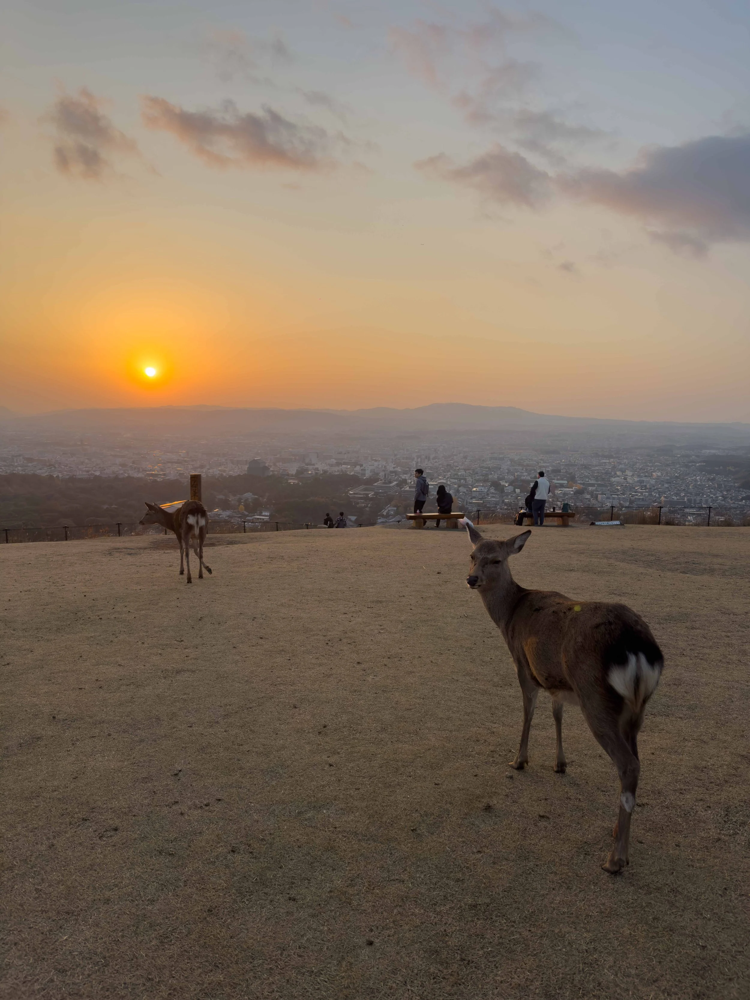 Vacas en un mirador al atardecer con vista a la ciudad y montañas al fondo, algunas personas observando y tomando fotos, dos vacas en primer plano.