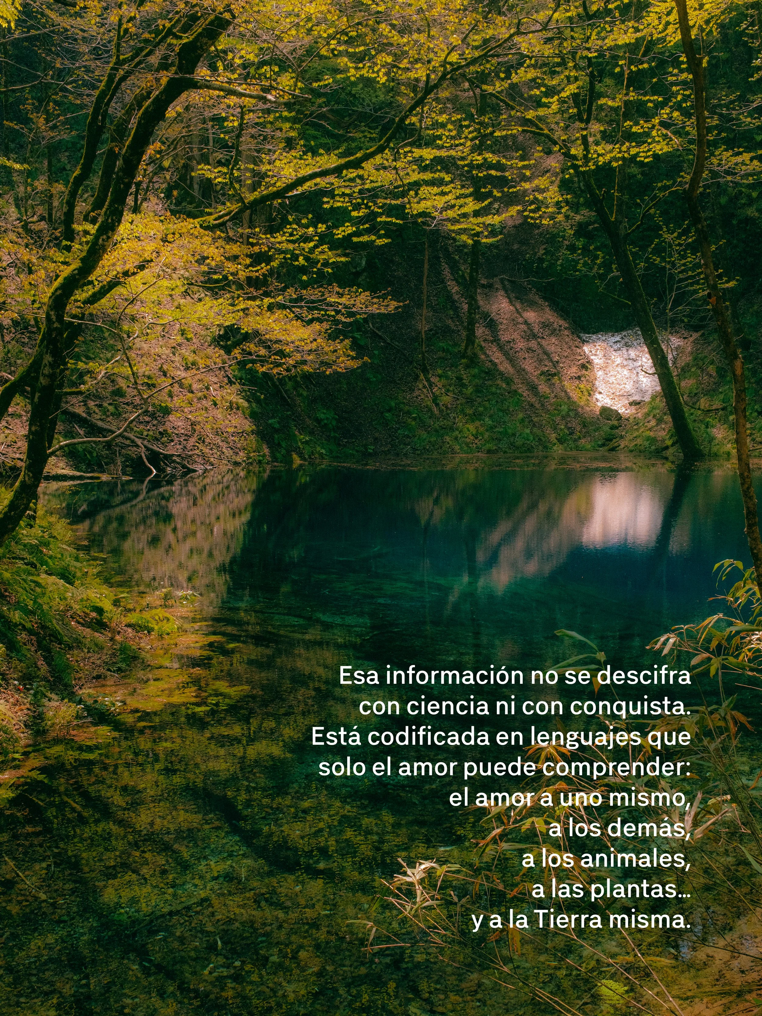 Un paisaje natural de un río rodeado de árboles verdes, con un pequeño desnivel en la orilla y agua calma en primer plano.