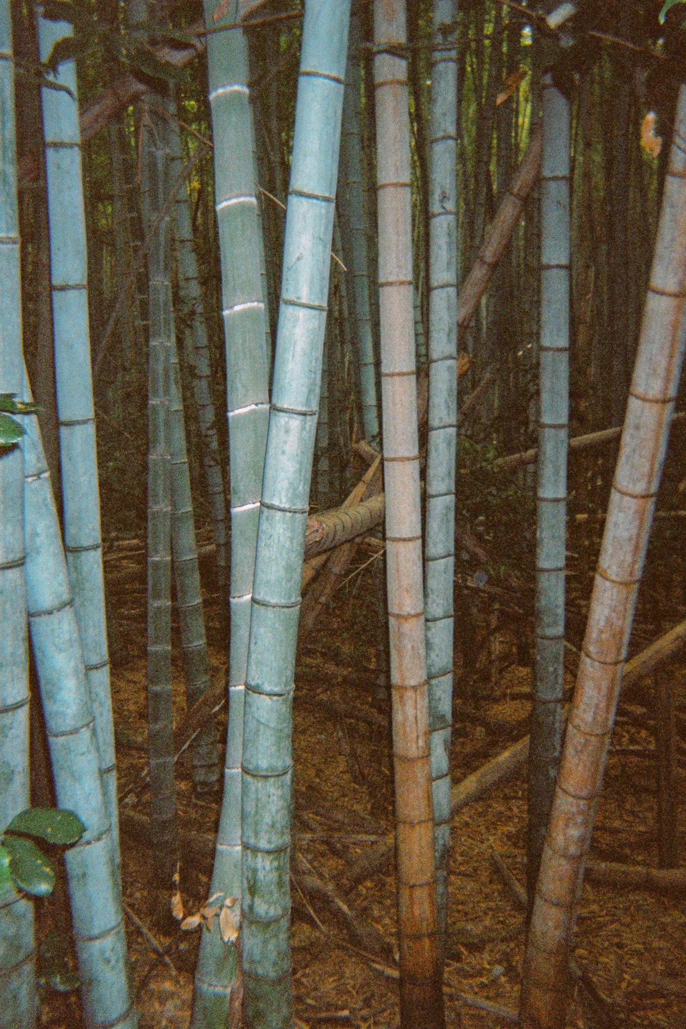 Tallos de bambú en un bosque.