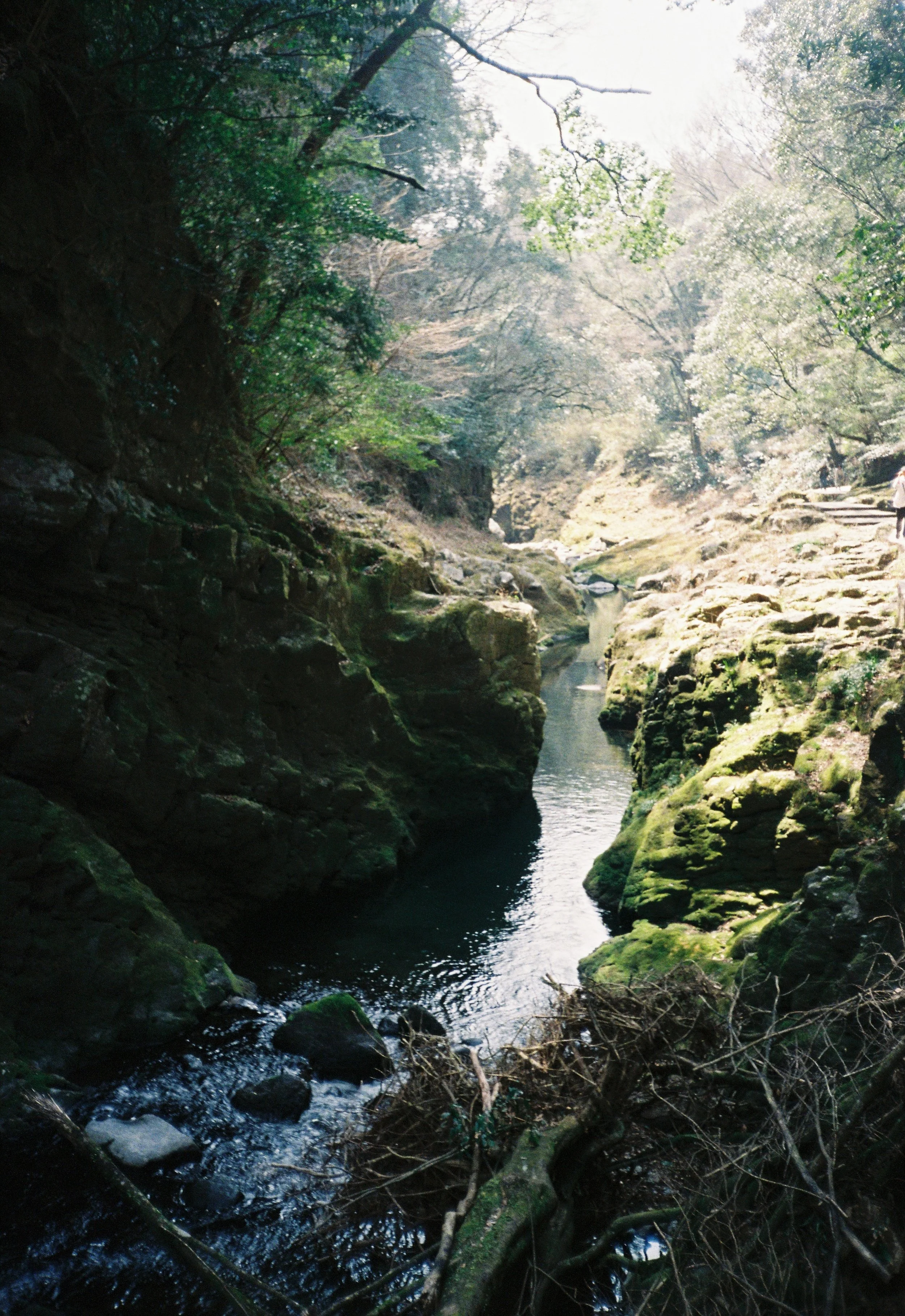 Un río rodeado de árboles y rocas en un bosque, con luz solar filtrándose entre las ramas.