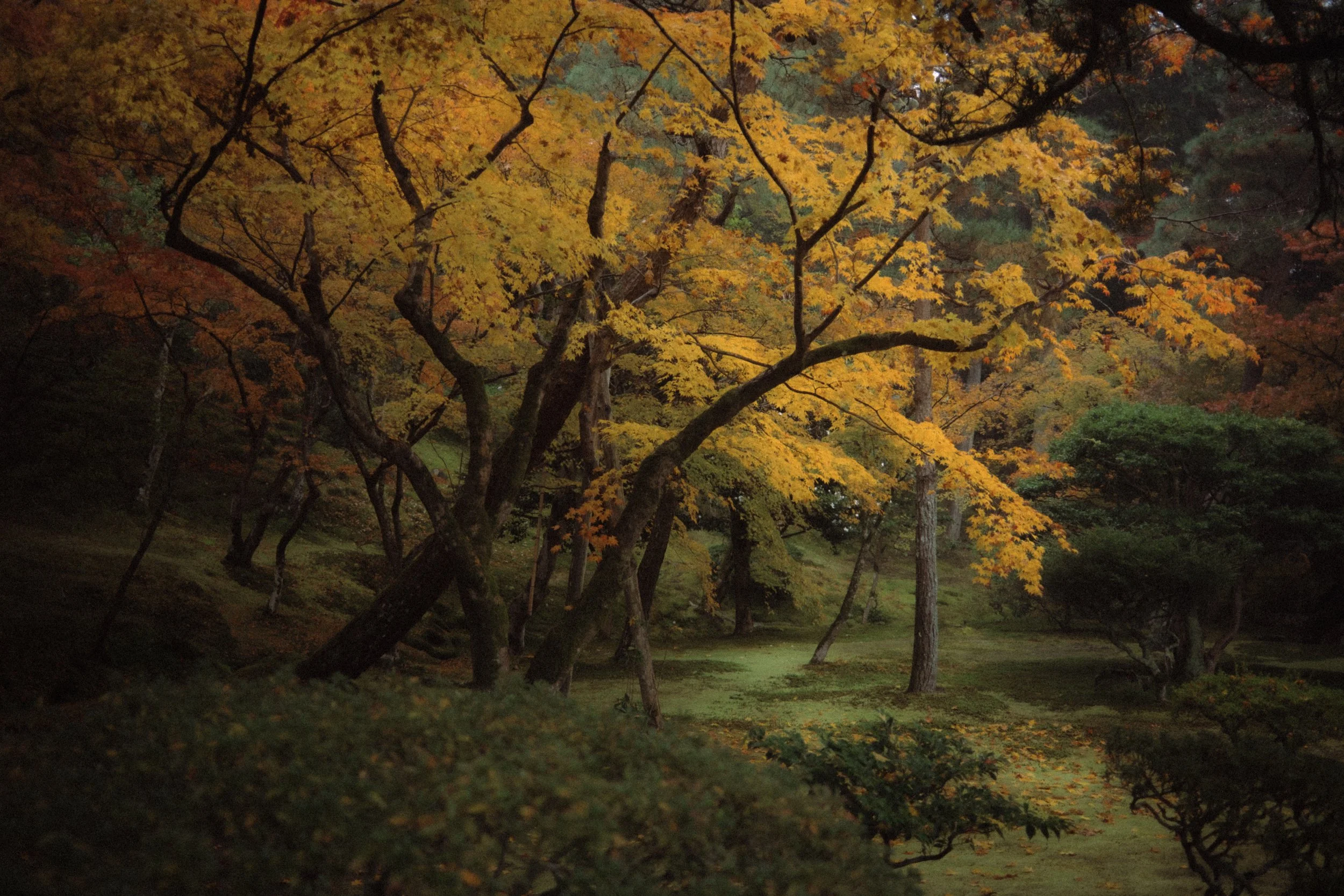 Japón Momiji 秋 - Nov/Dic 2026 / Un viaje por el otoño japonés
