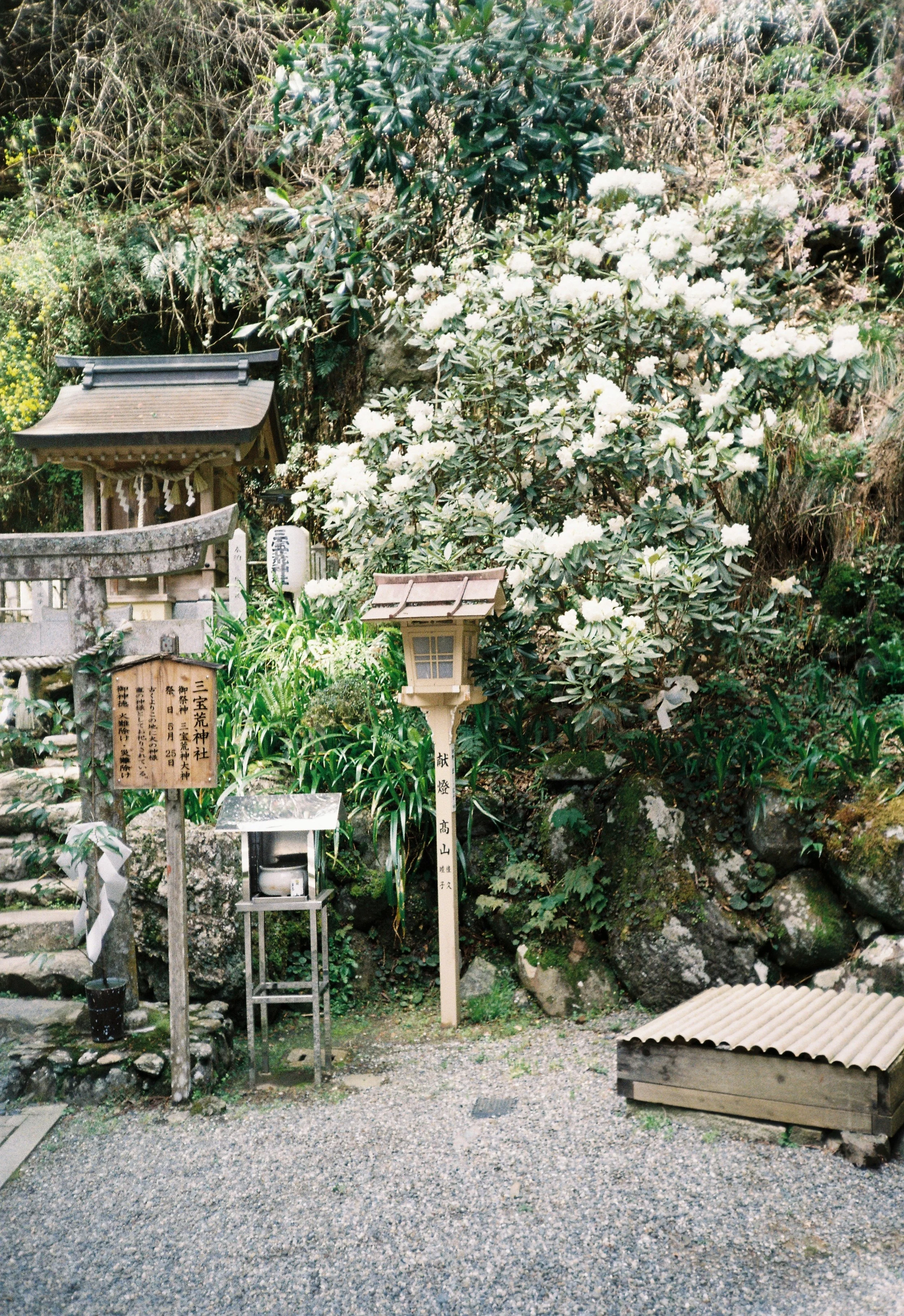 Jardín con flores de azalea blancas, estructura de piedra, y señalización en japonés