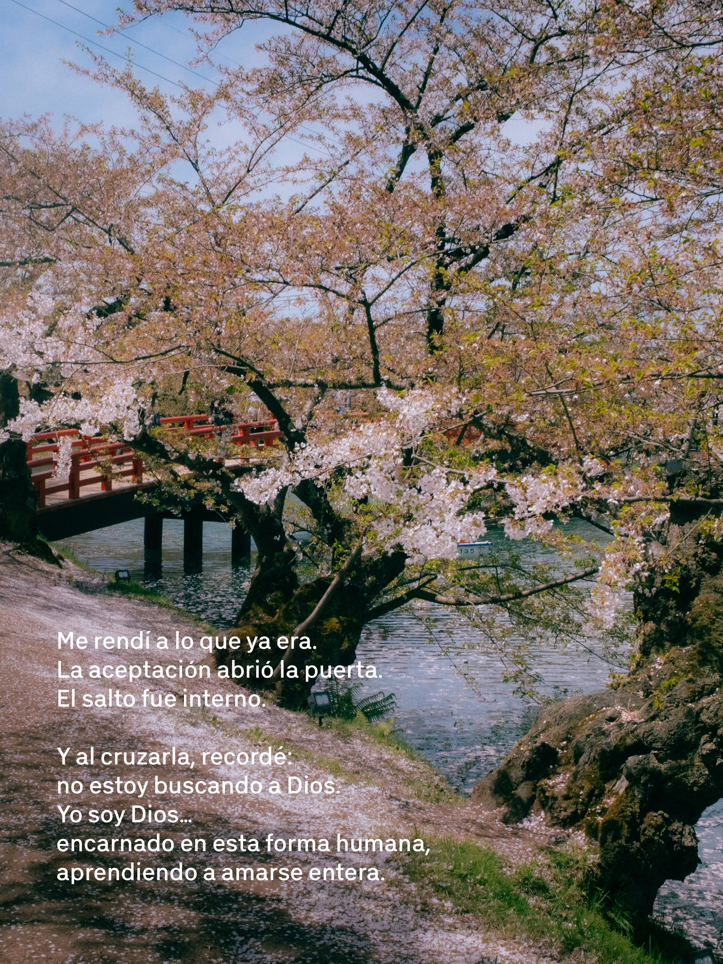 Árbol en flor de sakura junto a un río con puente rojo y cielo despejado.