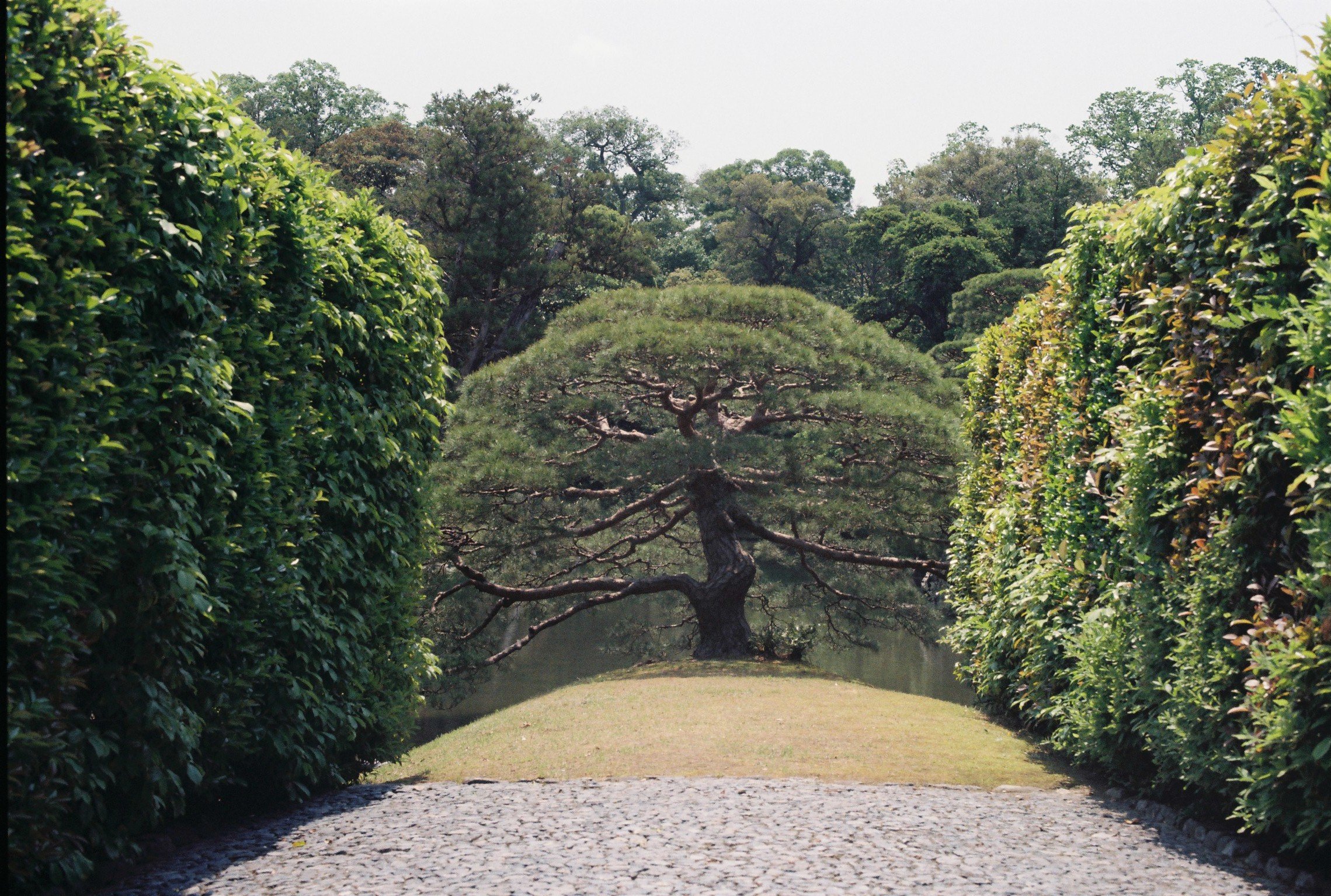 Jardín con arbustos verdes y un árbol en el fondo