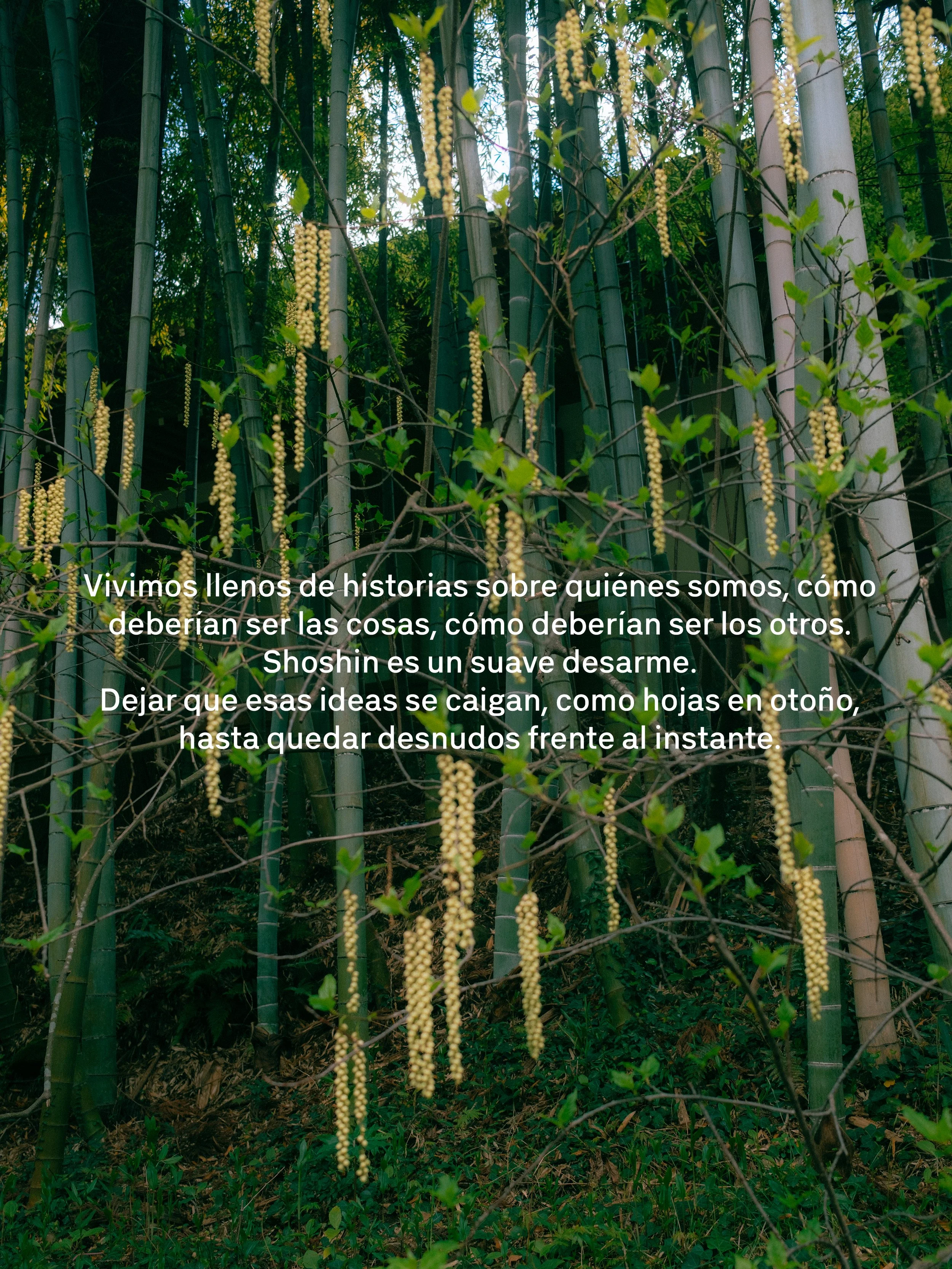 Un bosque de bambú con tallos altos y verdes, algunas ramas con pequeñas hojas verdes y longas cadenas de flores amarillas colgando de las ramas.