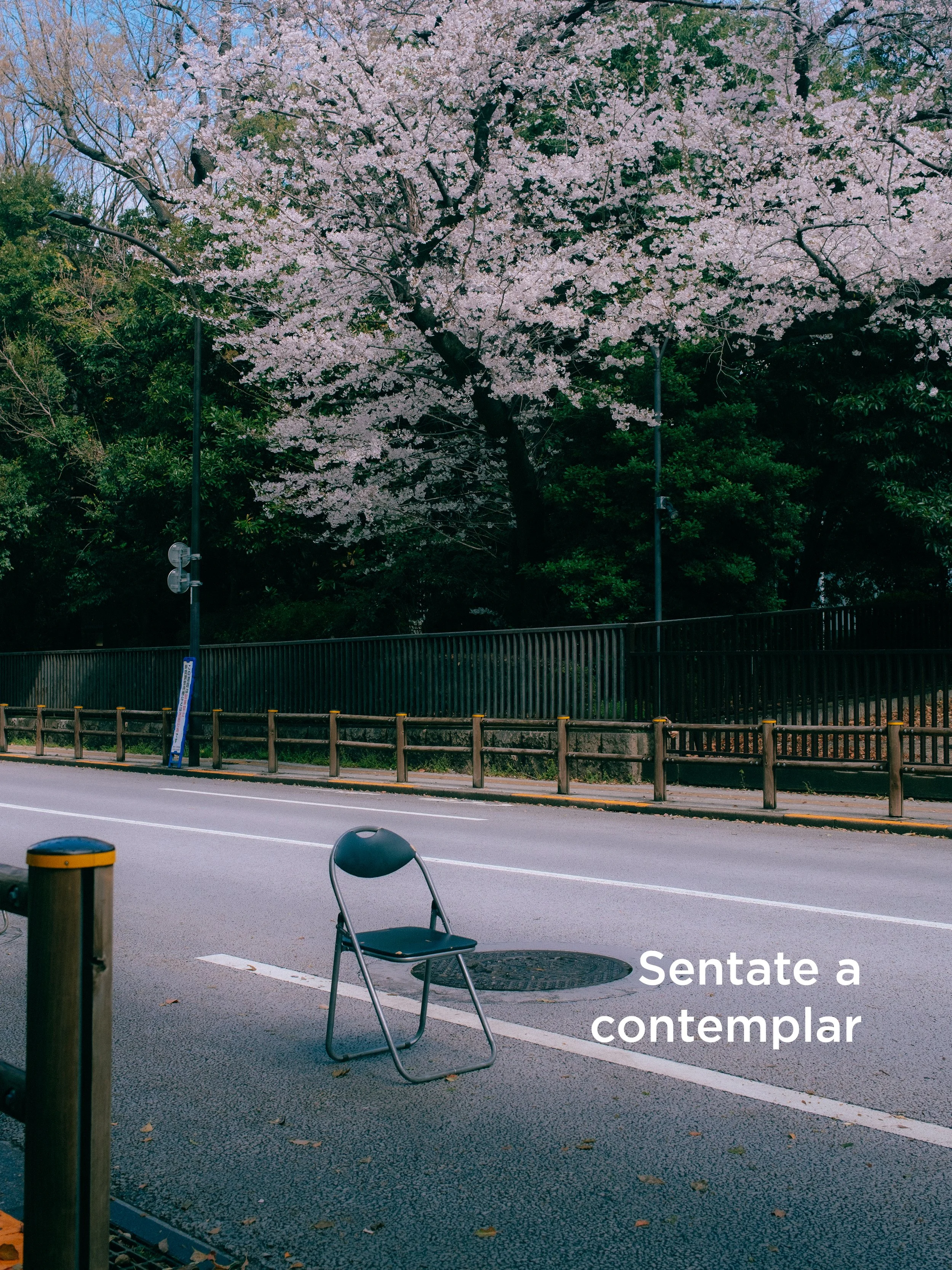 Un árbol en flor con ramas llenas de flores rosadas al lado de una calle. En el primer plano, una silla y un poste de iluminación, con un mensaje en español que dice 'Sienta a contemplar'.