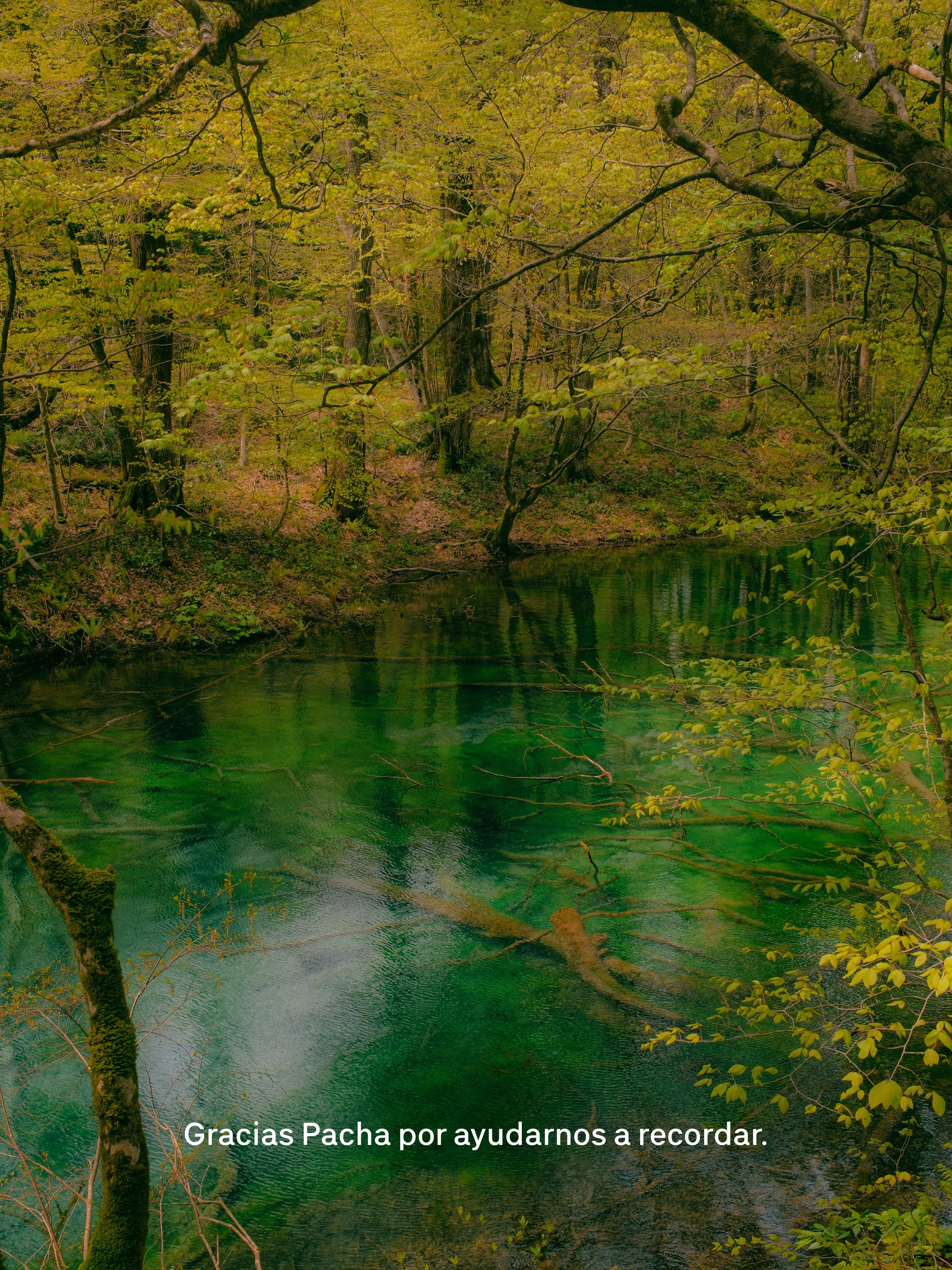 Paisaje natural con río y árboles de hojas verdes en un bosque. Texto en la parte inferior: 'Gracias Pacha por ayudarnos a recordar.'