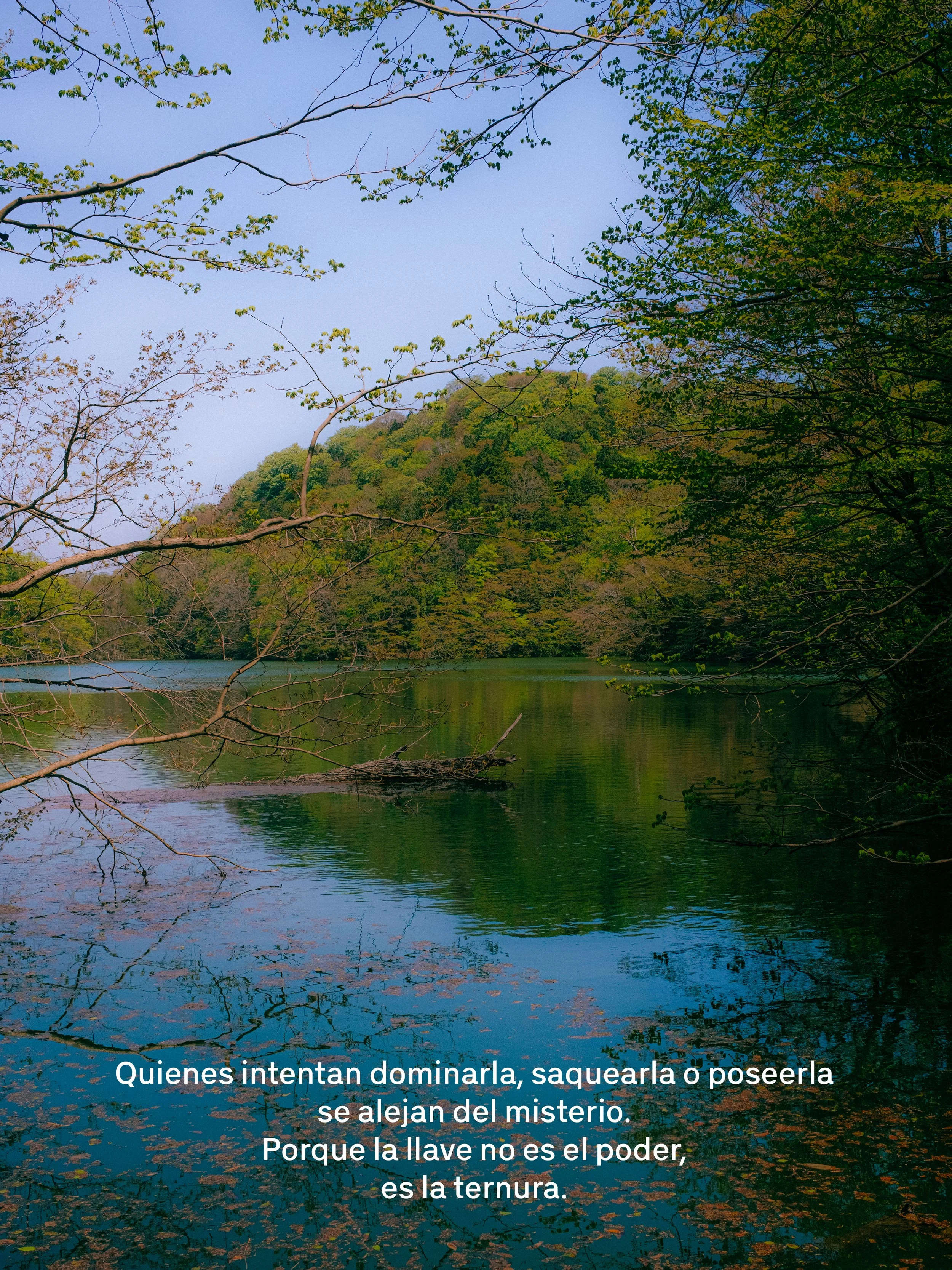 Un río rodeado de árboles con hojas verdes y un fondo de colinas cubiertas de vegetación. El agua refleja el cielo y la vegetación, con ramas que sobresalen en el primer plano.