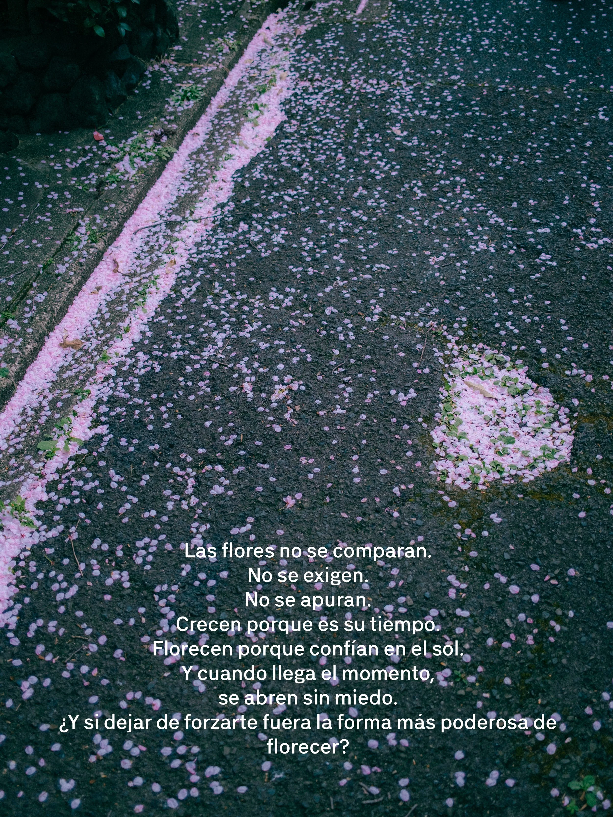 Camino con pétalos de flores rosadas dispersos y en una línea, con texto en español sobre la naturaleza y el florecer. El fondo es de pavimento negro y hay vegetación a la izquierda.