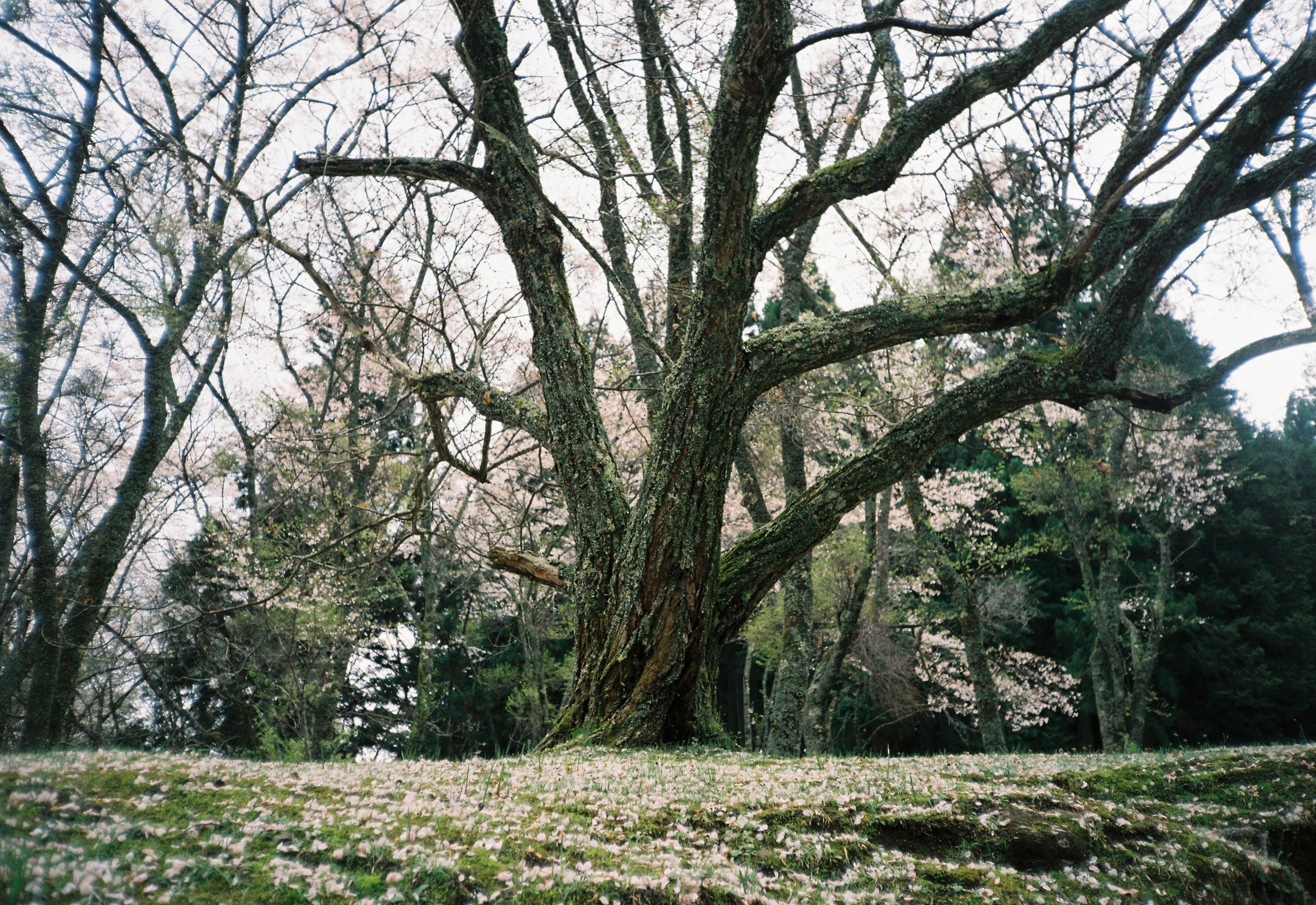 Árbol grande con ramas extendidas sin hojas y flores en el fondo, césped con pétalos en primer plano.