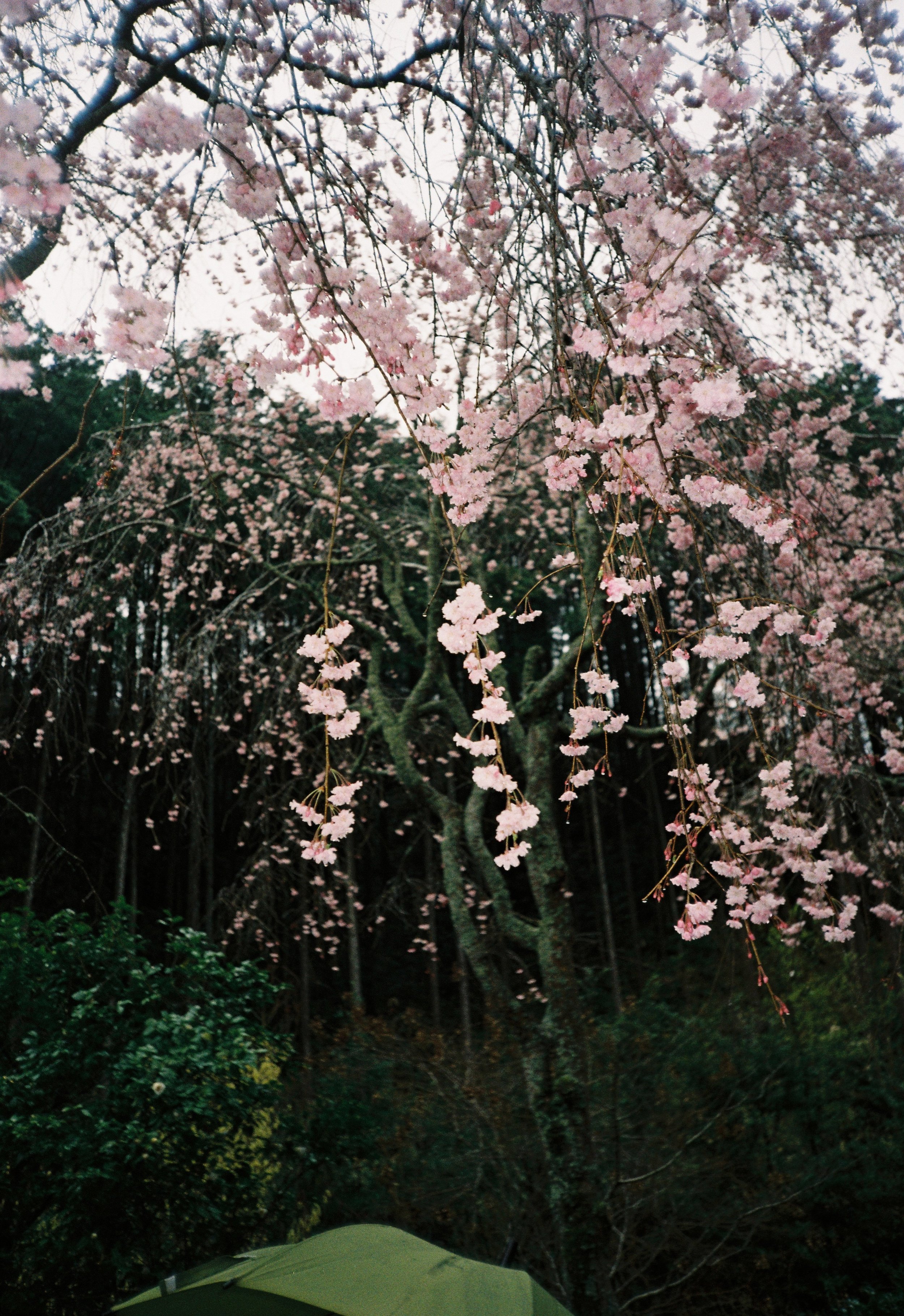 Árbol de cerezos en flor con ramas largas llenas de flores rosadas en un parque durante el atardecer.