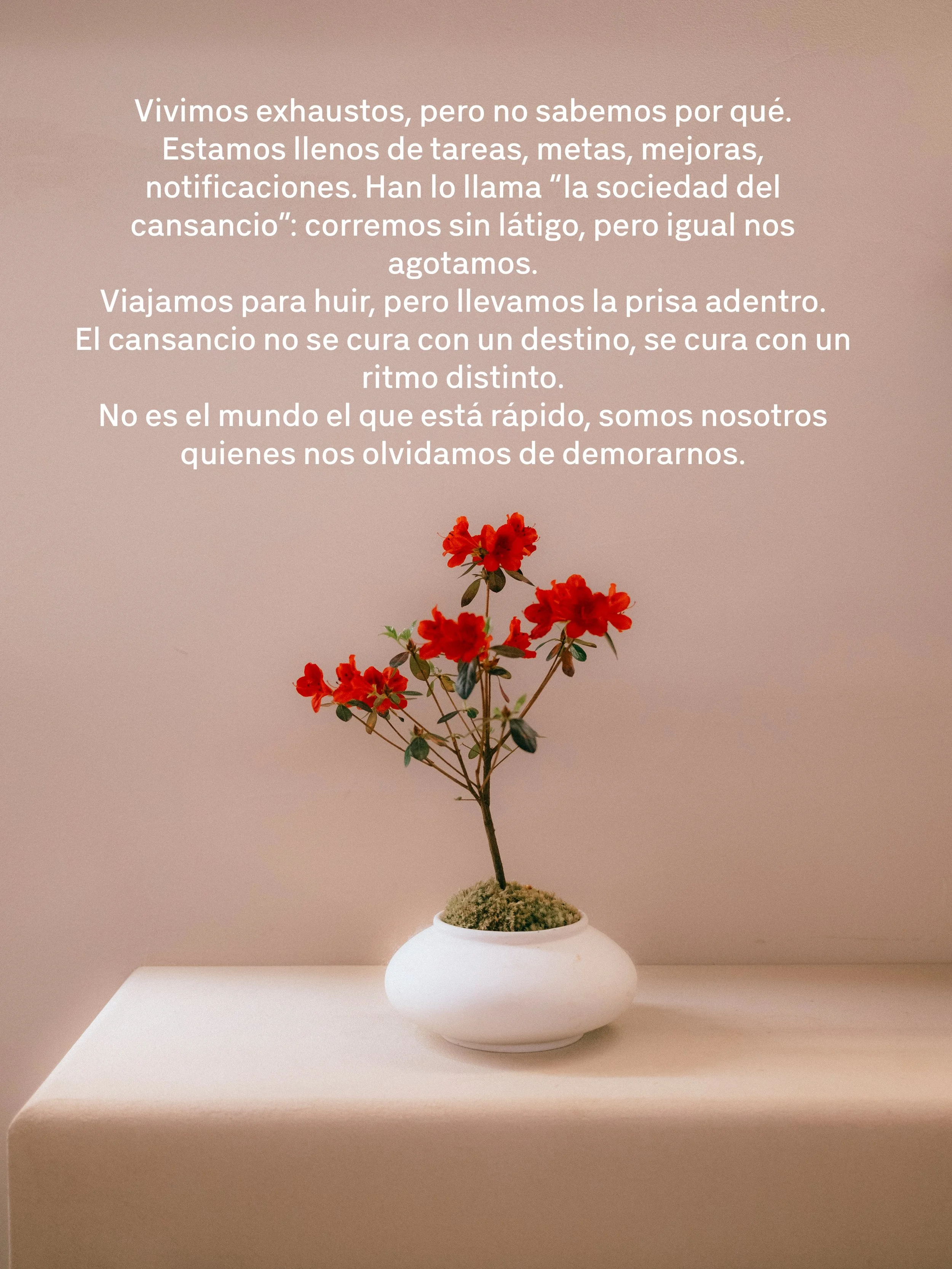 Una planta con flores rojas en un florero blanco sobre una mesa blanca, con fondo de pared beige.