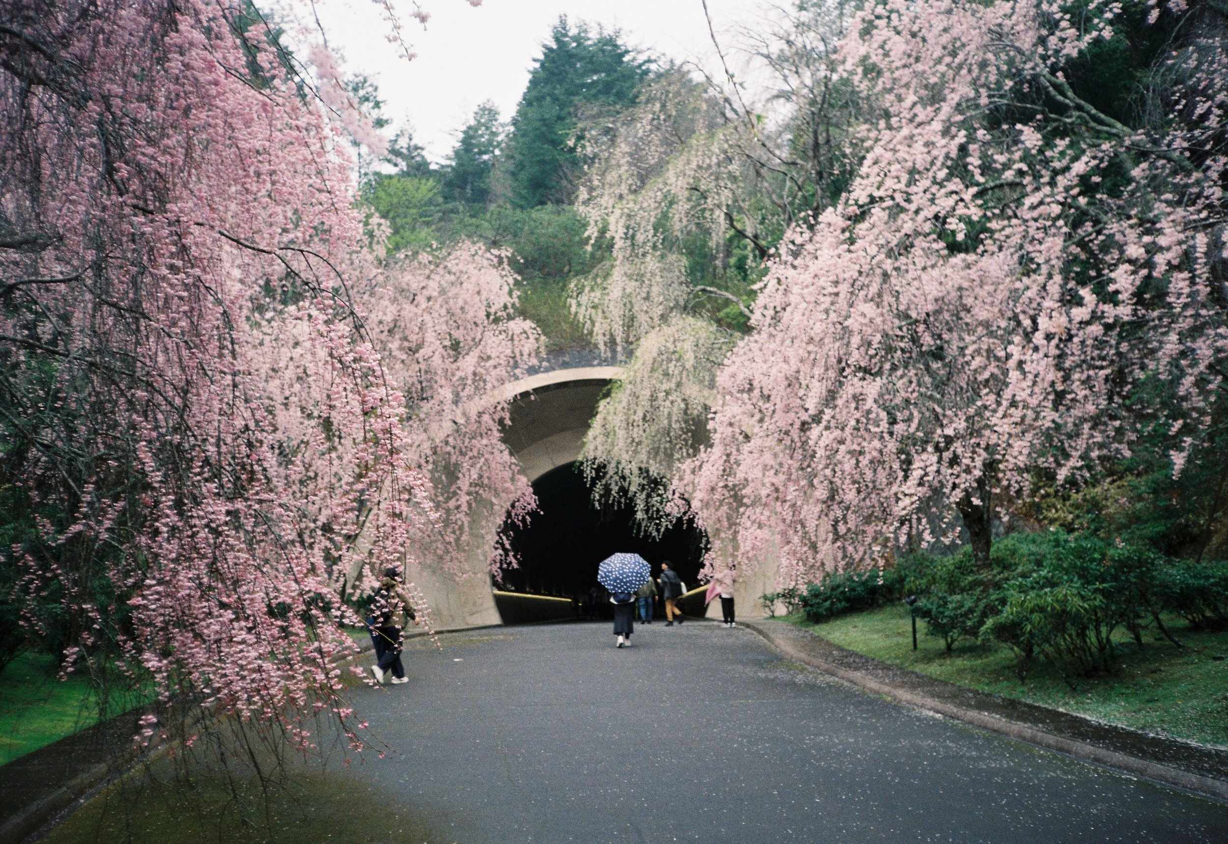 Camino cubierto de ramas con flores rosadas, arco de piedra, personas con paraguas paseando.