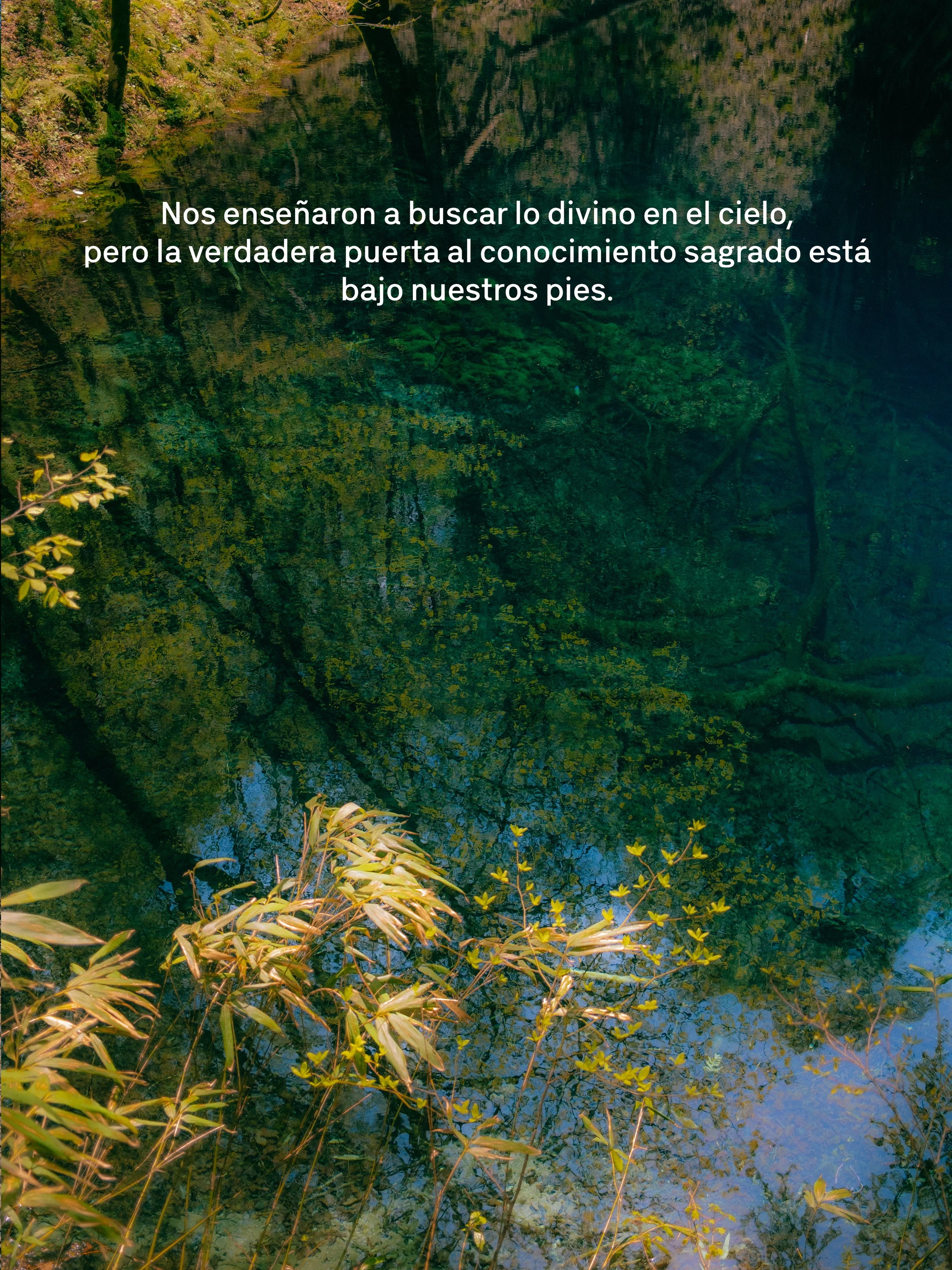 Imagen de un río rodeado de vegetación, con árboles y plantas verdes reflejados en el agua.