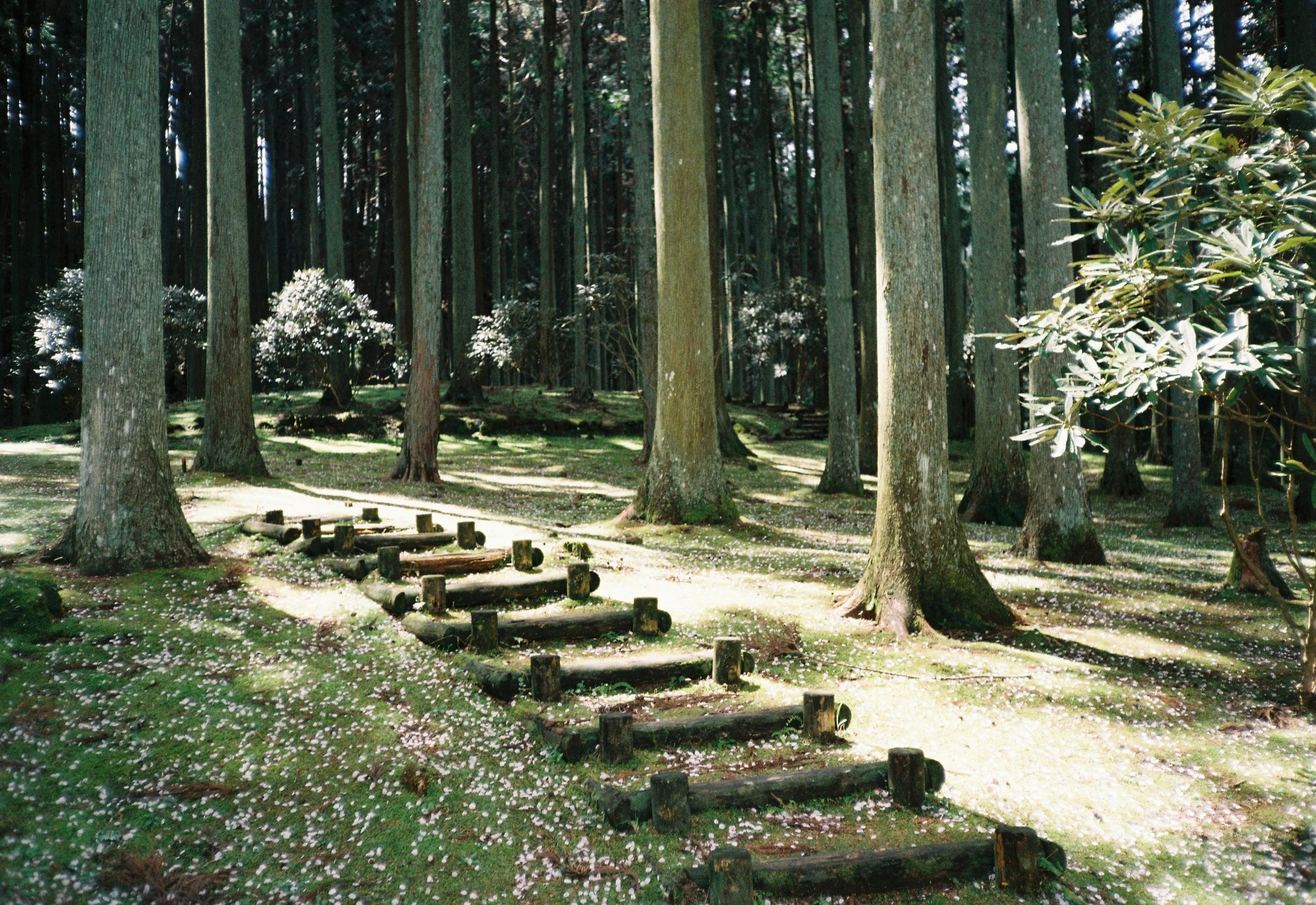 Bosque con árboles altos y delgados, suelo cubierto de pétalos de flores, y un sendero de madera en primer plano.