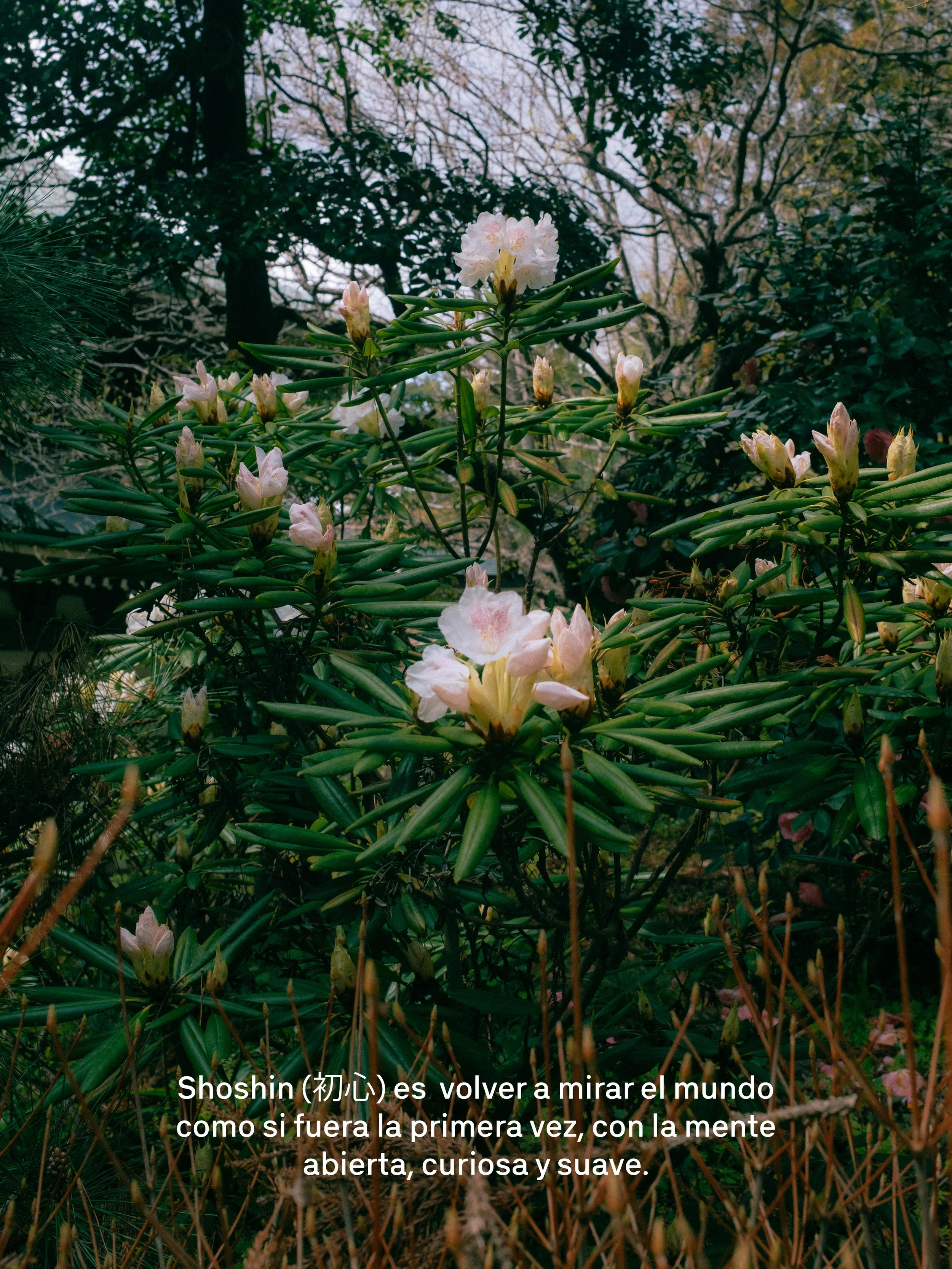 Una vista de plantas con flores blancas en un entorno natural, con árboles y vegetación verde en el fondo.