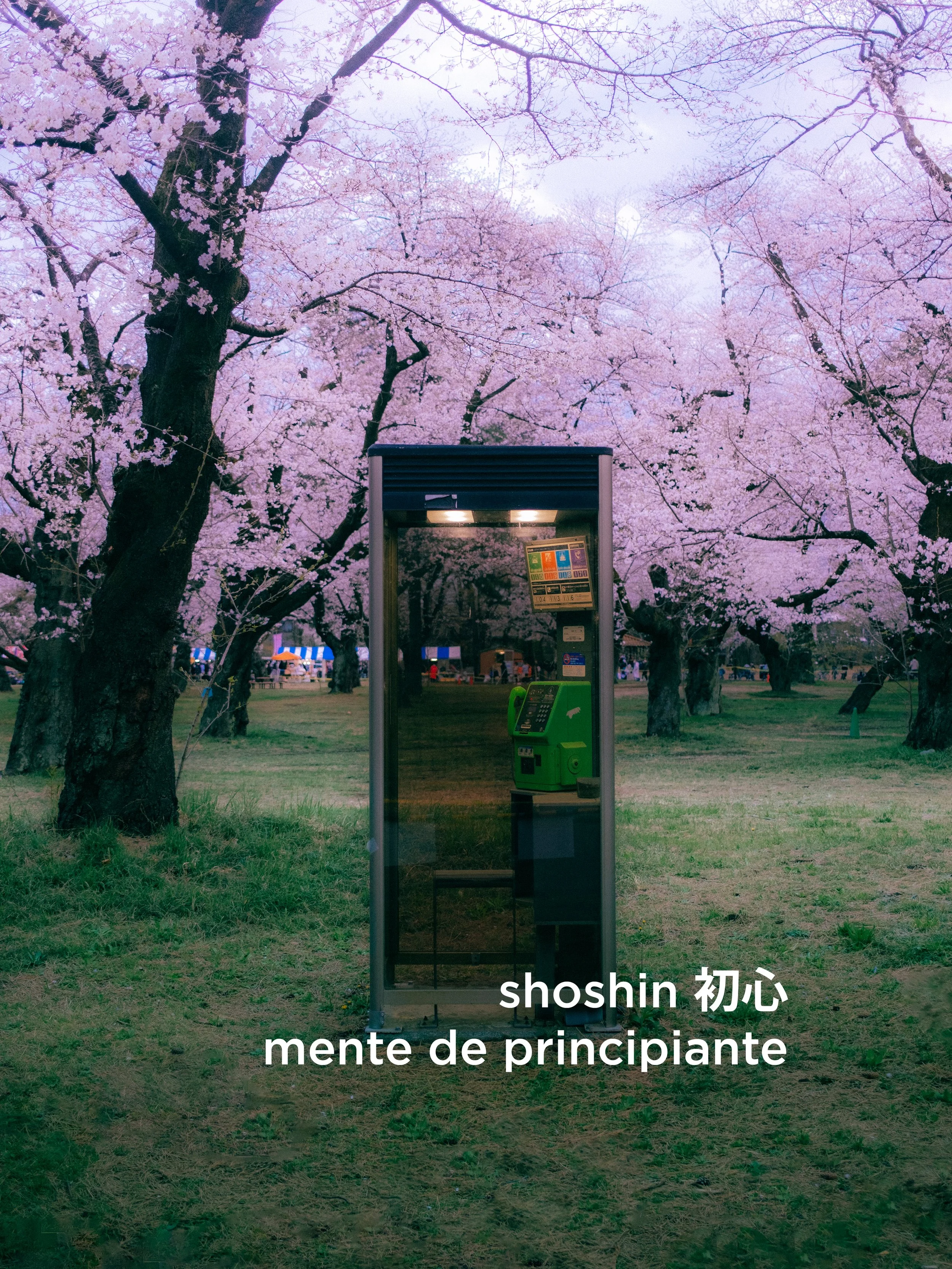 Una caja de teléfono público en un parque con árboles de cerezos en flor, fondo de cielo nublado, con texto en la parte inferior que dice 'shoshin 初心 mente de principiante'.