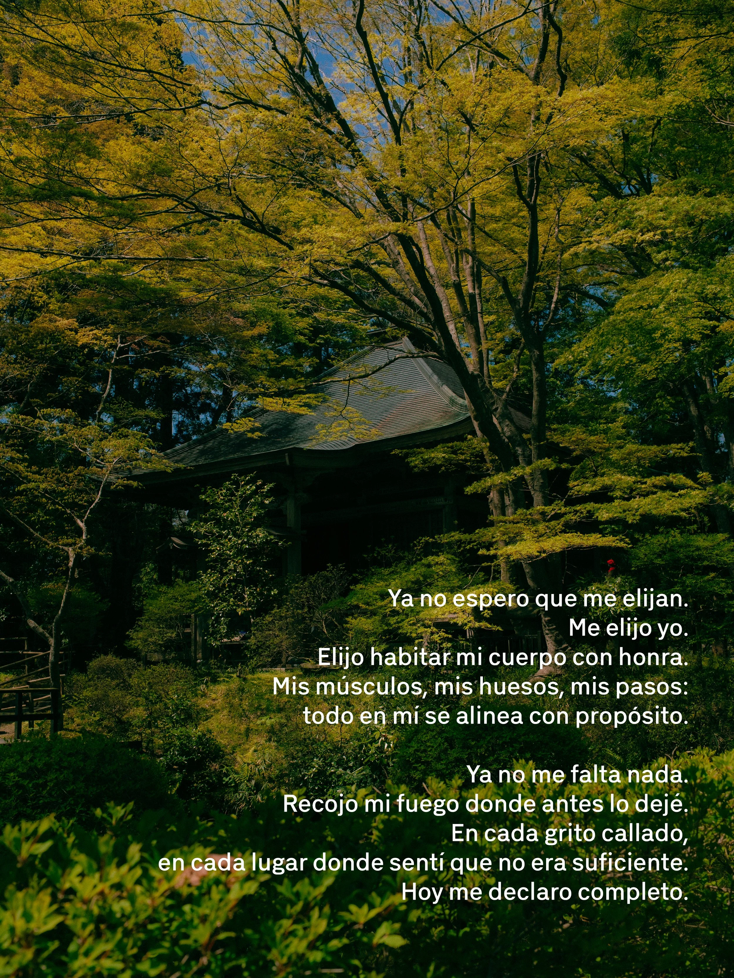 Un bosque con abundantes árboles verdes y una estructura pequeña con techo de tejas en el fondo. El cielo es azul y el ambiente es natural y tranquilo.