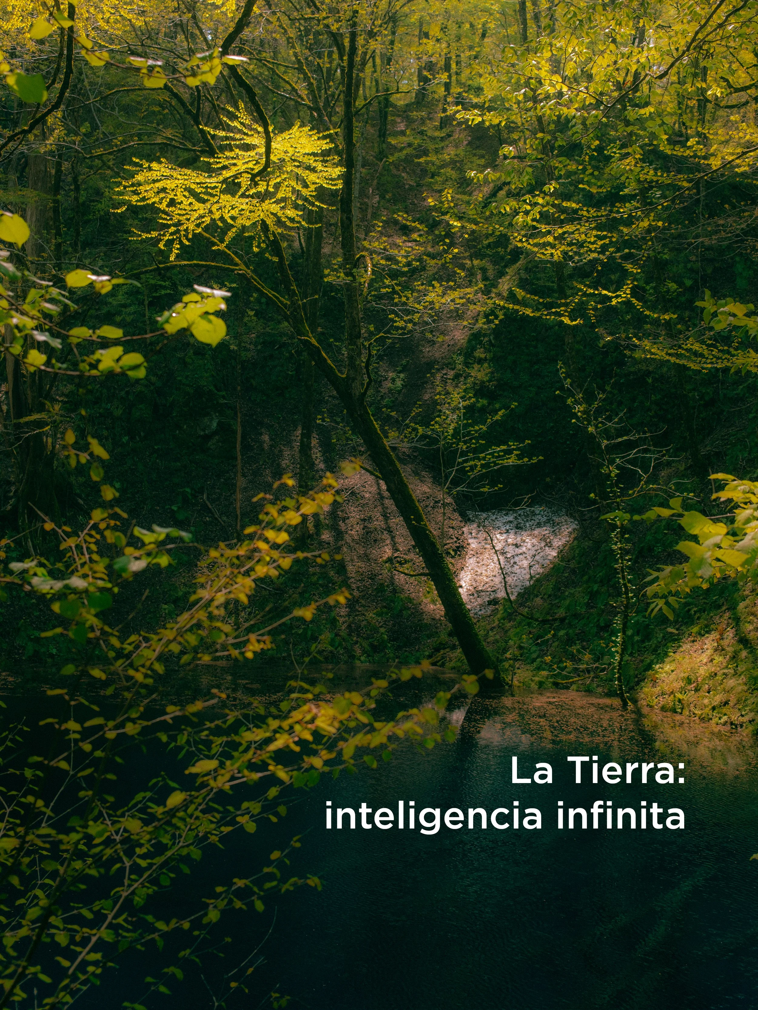 Bosque con árboles verdes y agua en primer plano, luz filtrándose entre las hojas, texto en la esquina inferior derecha que dice "La Tierra: inteligencia infinita".