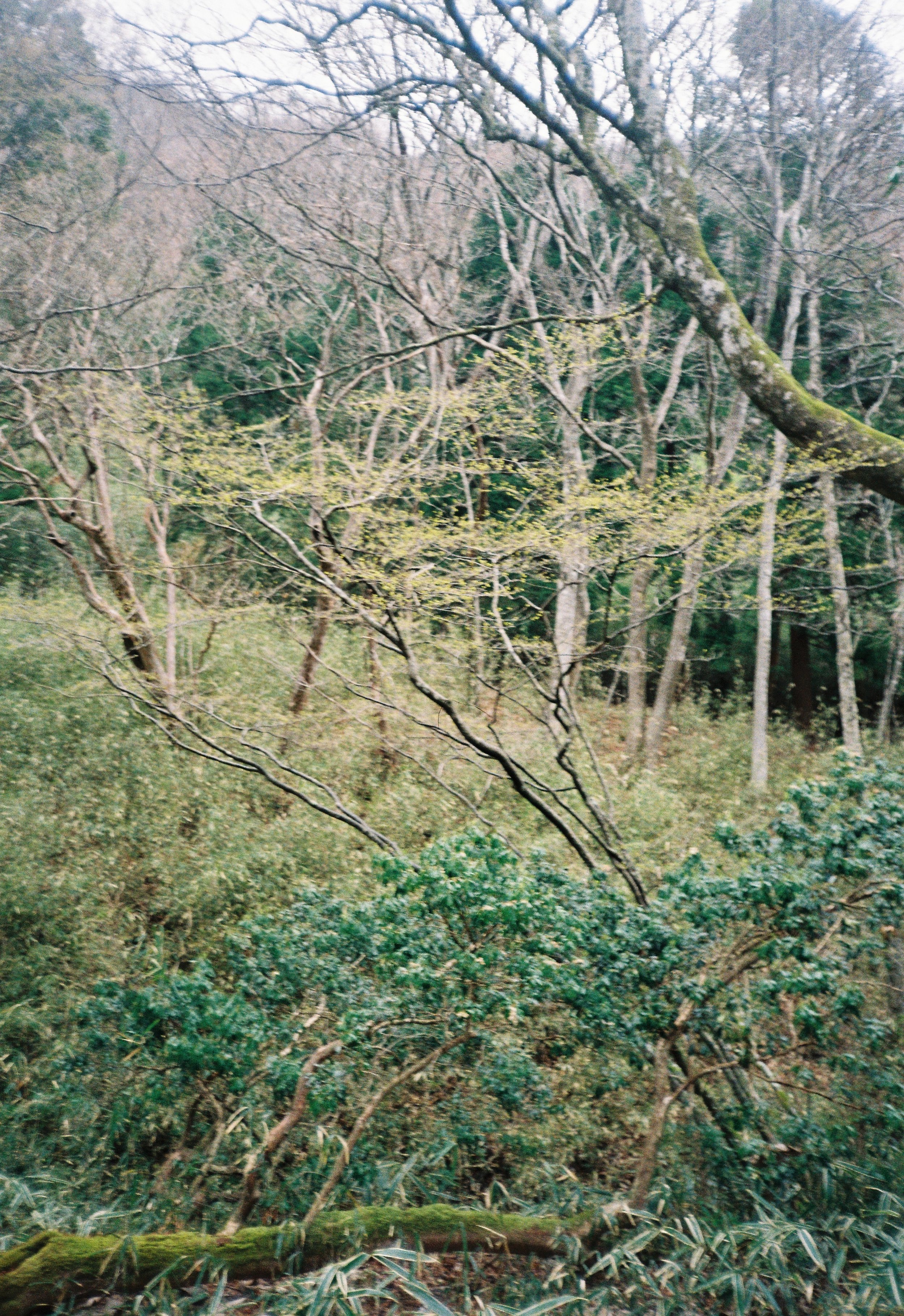 Bosque con árboles desnudos y maleza en el suelo, atmósfera invernal.