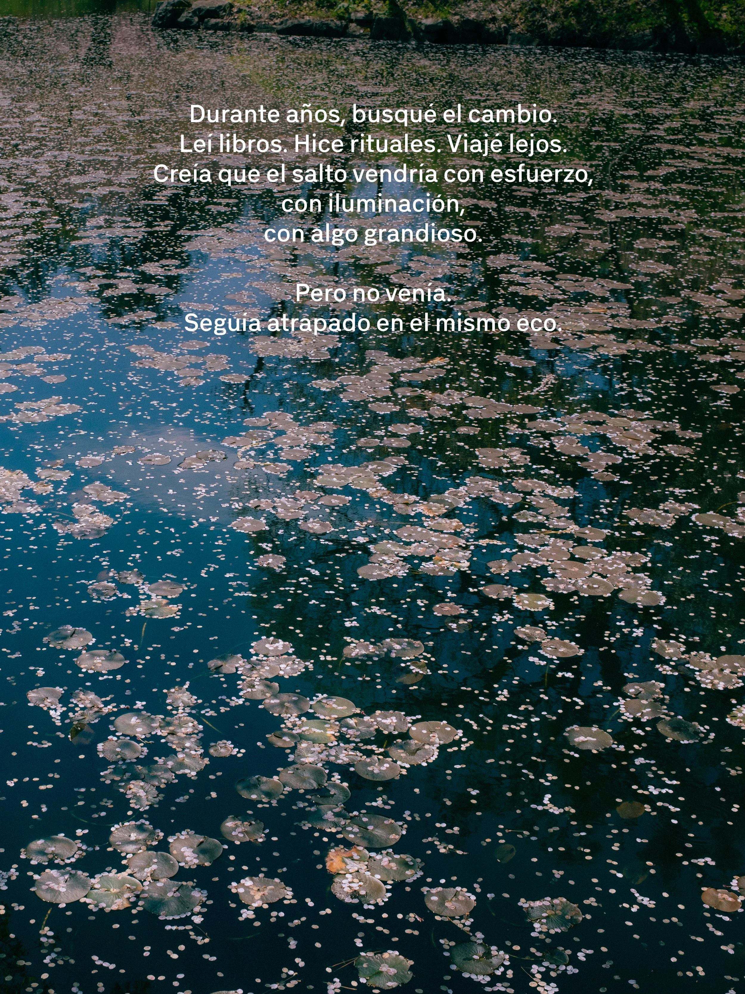 Un cuerpo de agua con lirios de agua y pequeñas flores flotando en la superficie, reflejando los árboles y el cielo.