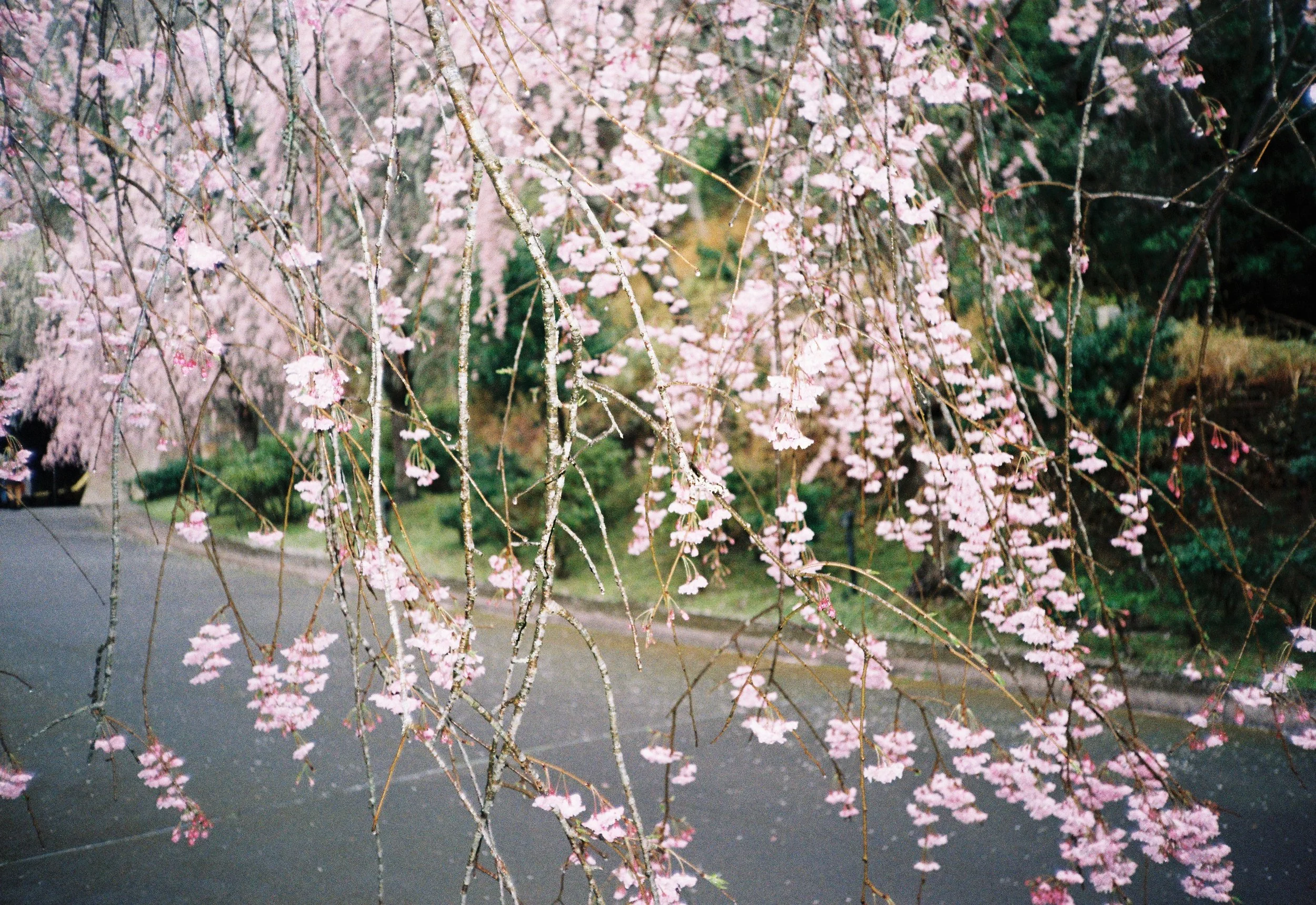 Rama de árbol con flores rosadas en flor en un parque