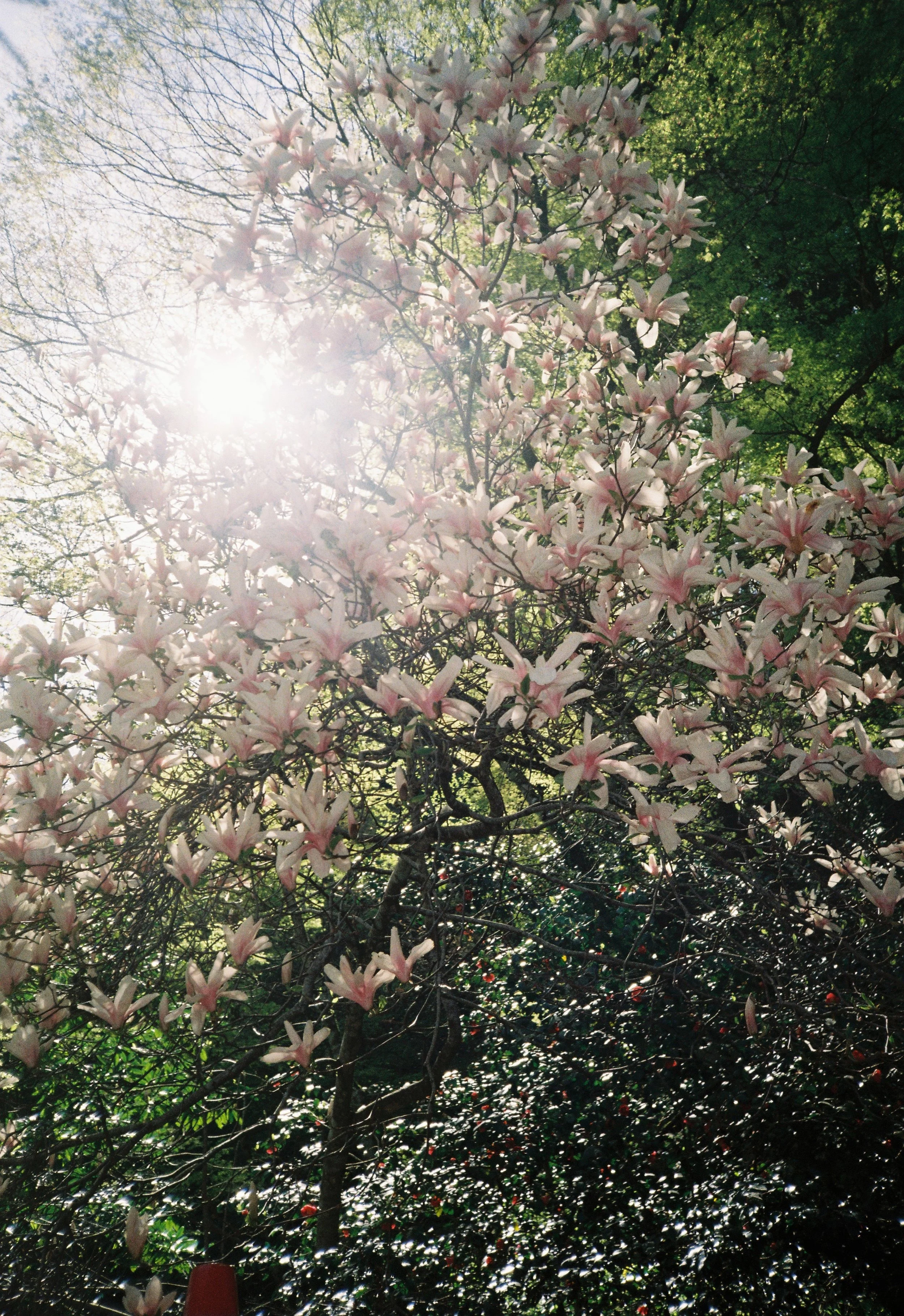 Árbol cubierto de flores rosadas bajo la luz del sol y rodeado de hojas verdes.