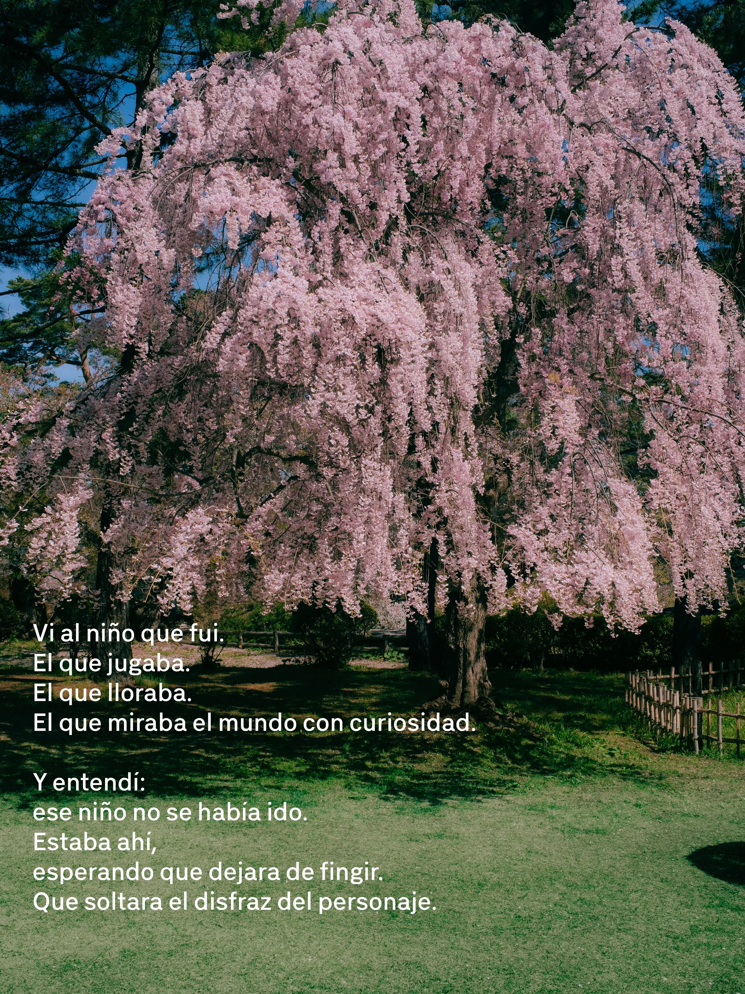 Un árbol de cerezo en flor con ramas cubiertas de flores rosadas colgando. El fondo muestra un cielo azul y árboles verdes, con una área de césped en primer plano.