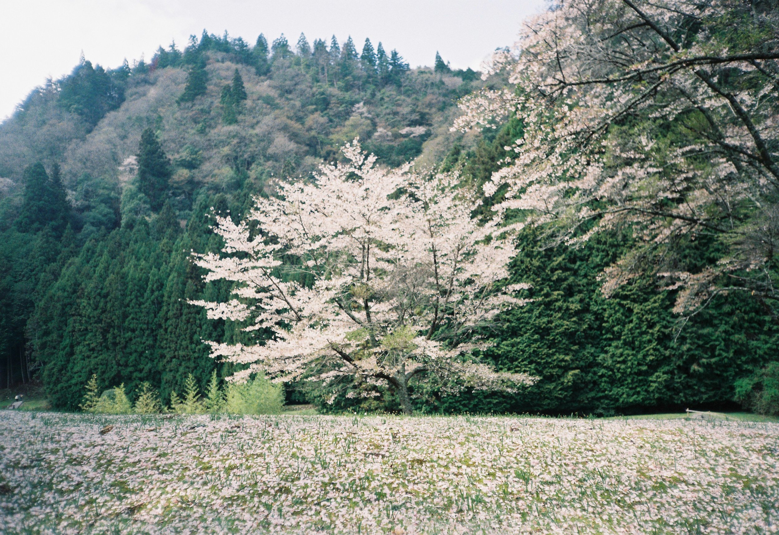 Paisaje con colina cubierta de árboles de diferentes tonos verdes y un árbol con flores blancas en primer plano, en un campo con flores blancas en el suelo.