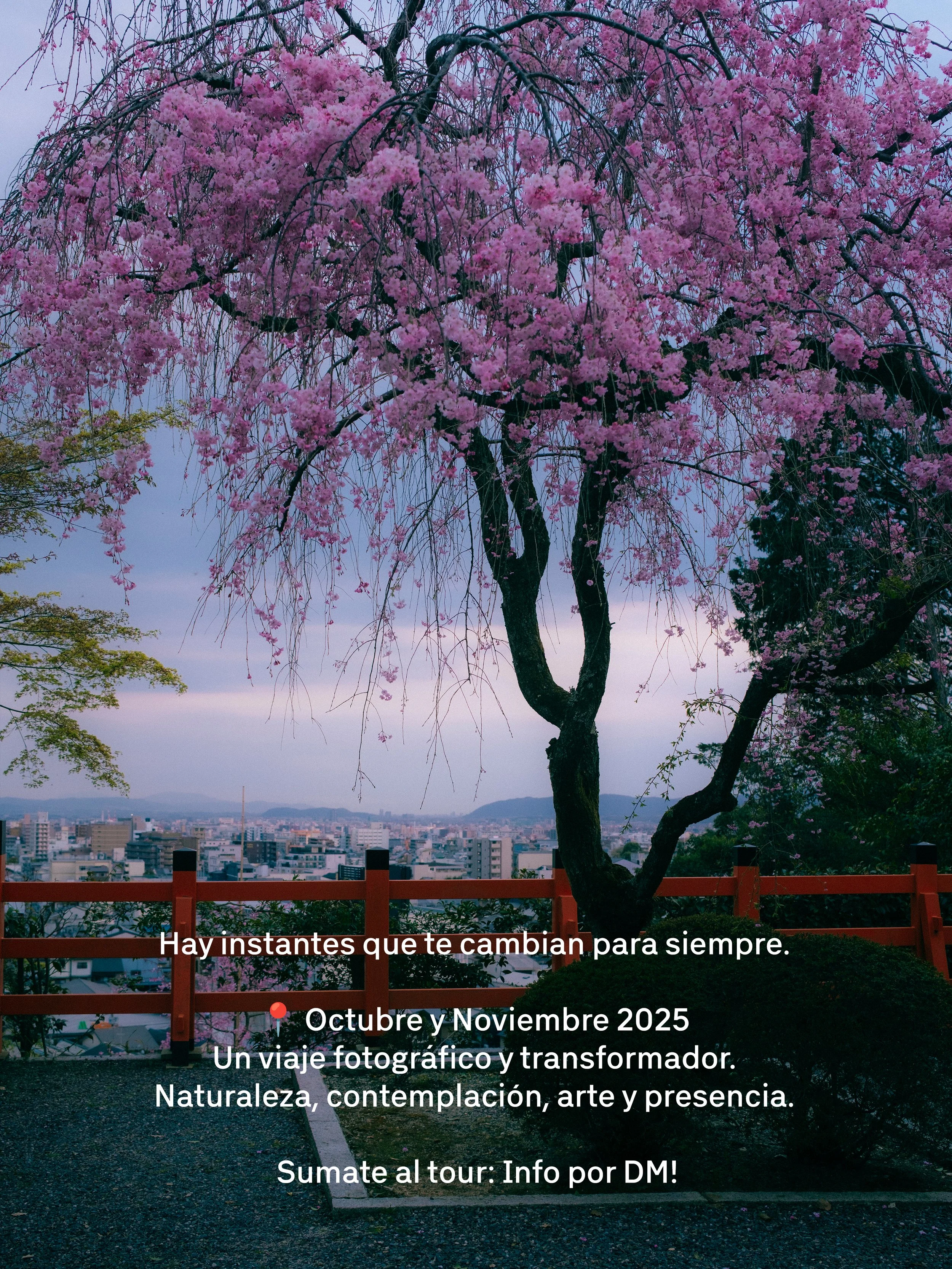 Un árbol de sakura en flor en un mirador con vista a la ciudad, con un cartel de madera y un cielo nublado. Texto superpuesto invita a un recorrido fotográfico en octubre y noviembre de 2025, con énfasis en naturaleza, contemplación, arte y presencia.