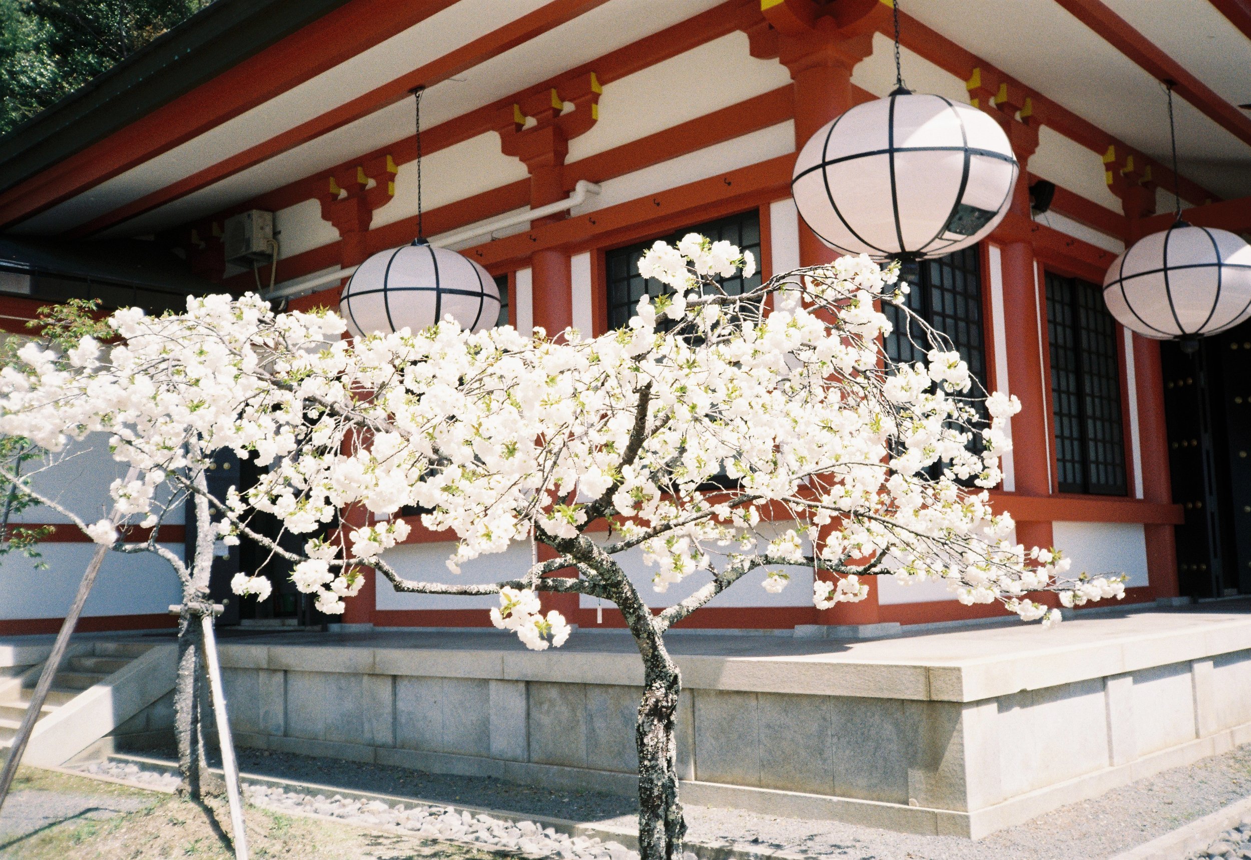 Un árbol con flores blancas frente a un edificio tradicional japonés con faroles en el techo y ventanas de marco negro.
