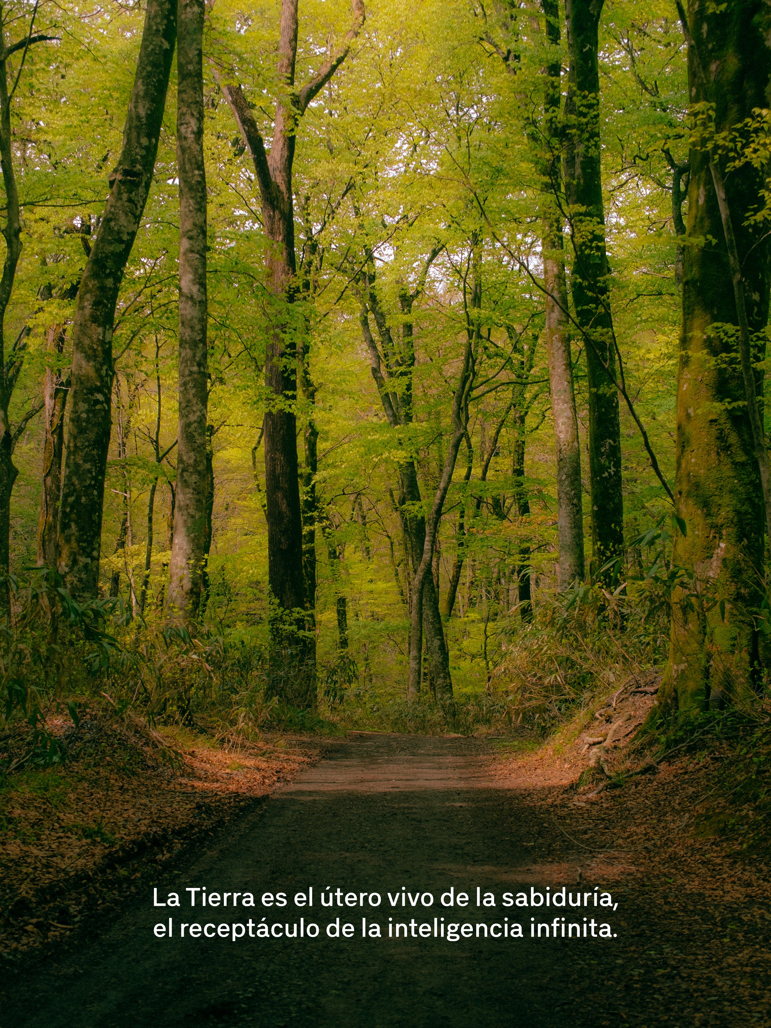 Camino en un bosque con árboles altos y follaje verde. Texto en la parte inferior que dice: "La Tierra es el útero vivo de la sabiduría, el receptáculo de la inteligencia infinita."