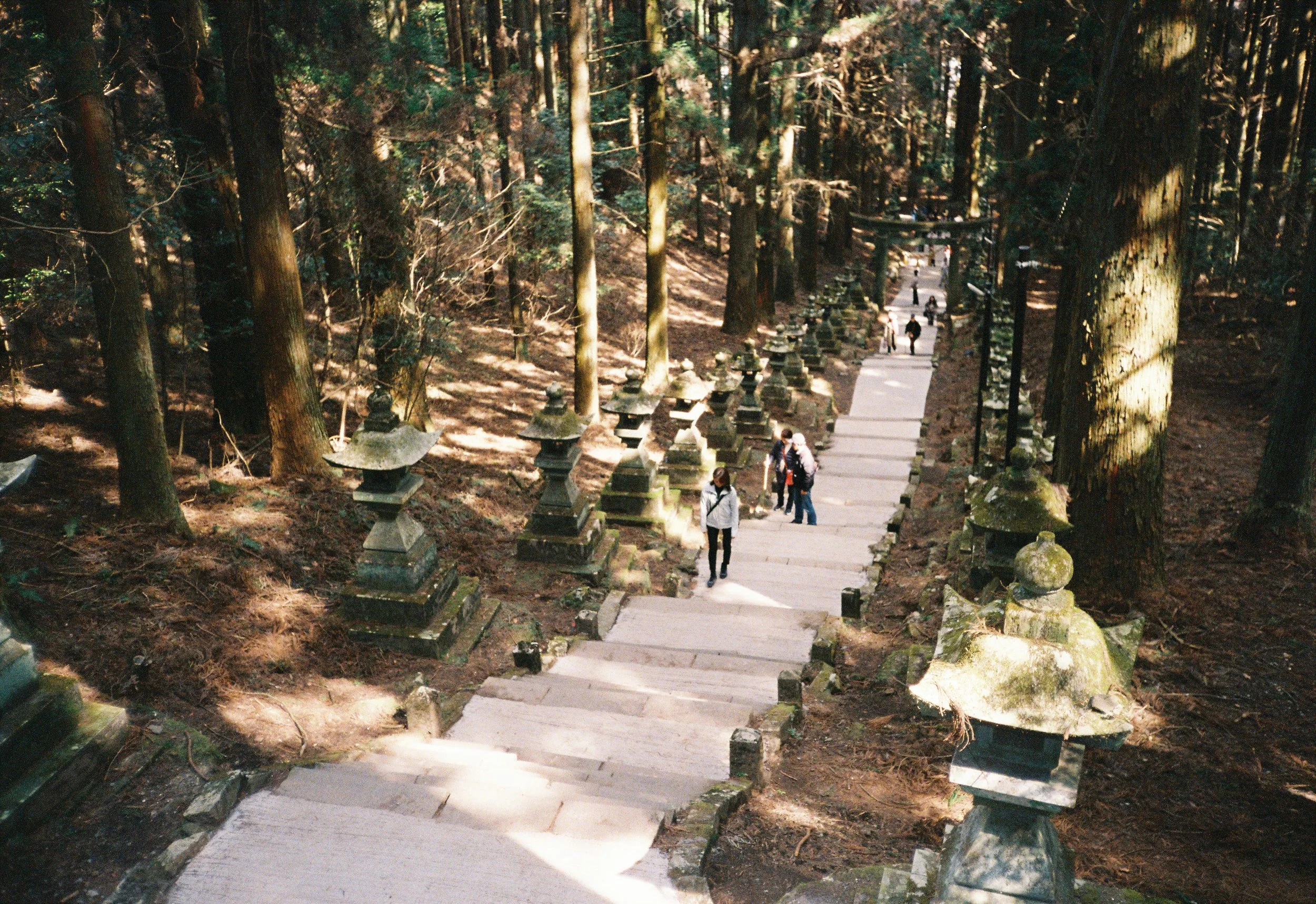 Sendero en un bosque con árboles altos y sombríos, con piedras decorativas a los lados y varias personas caminando por el camino.
