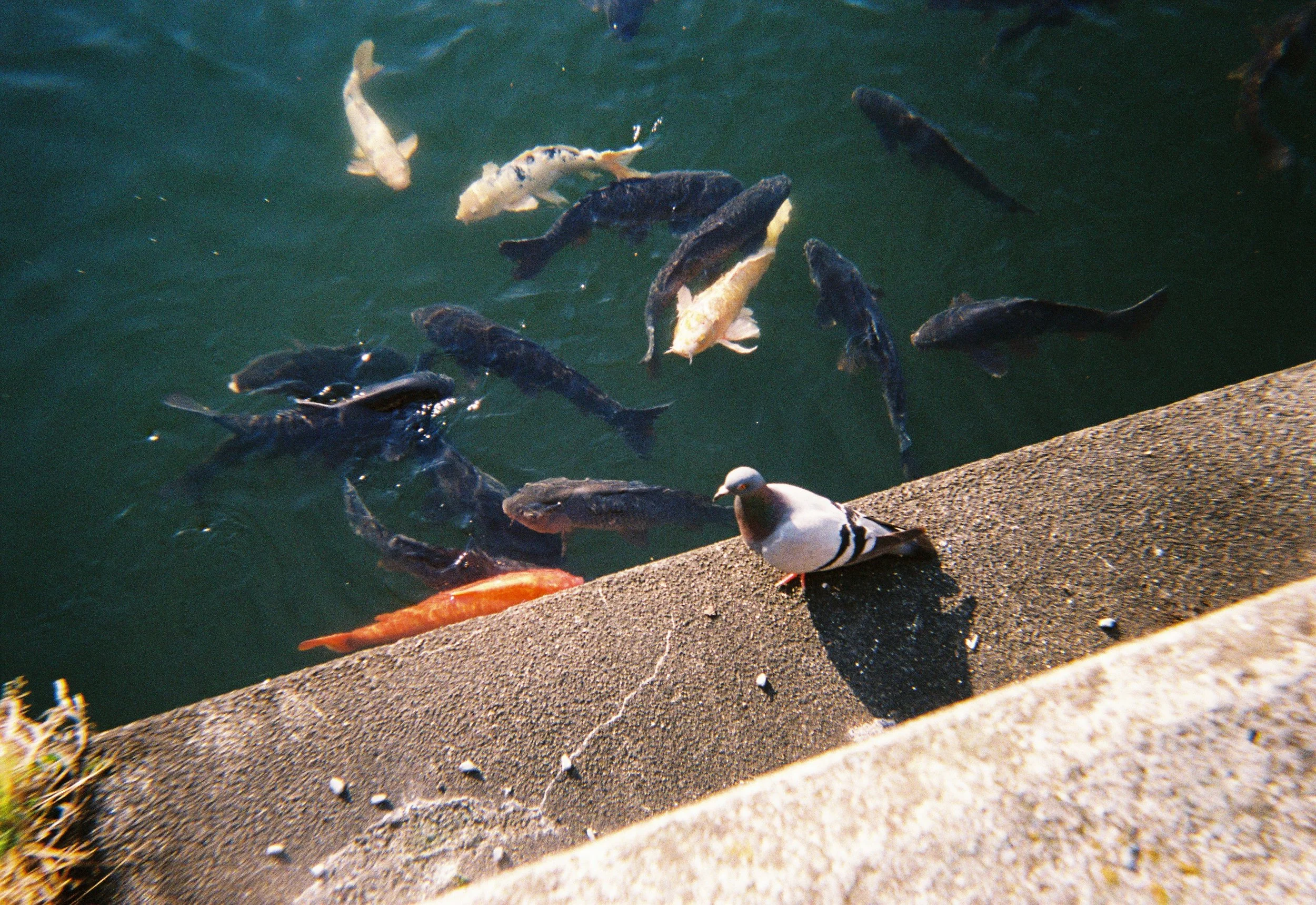 Peces y una gaviota en la orilla de un cuerpo de agua.