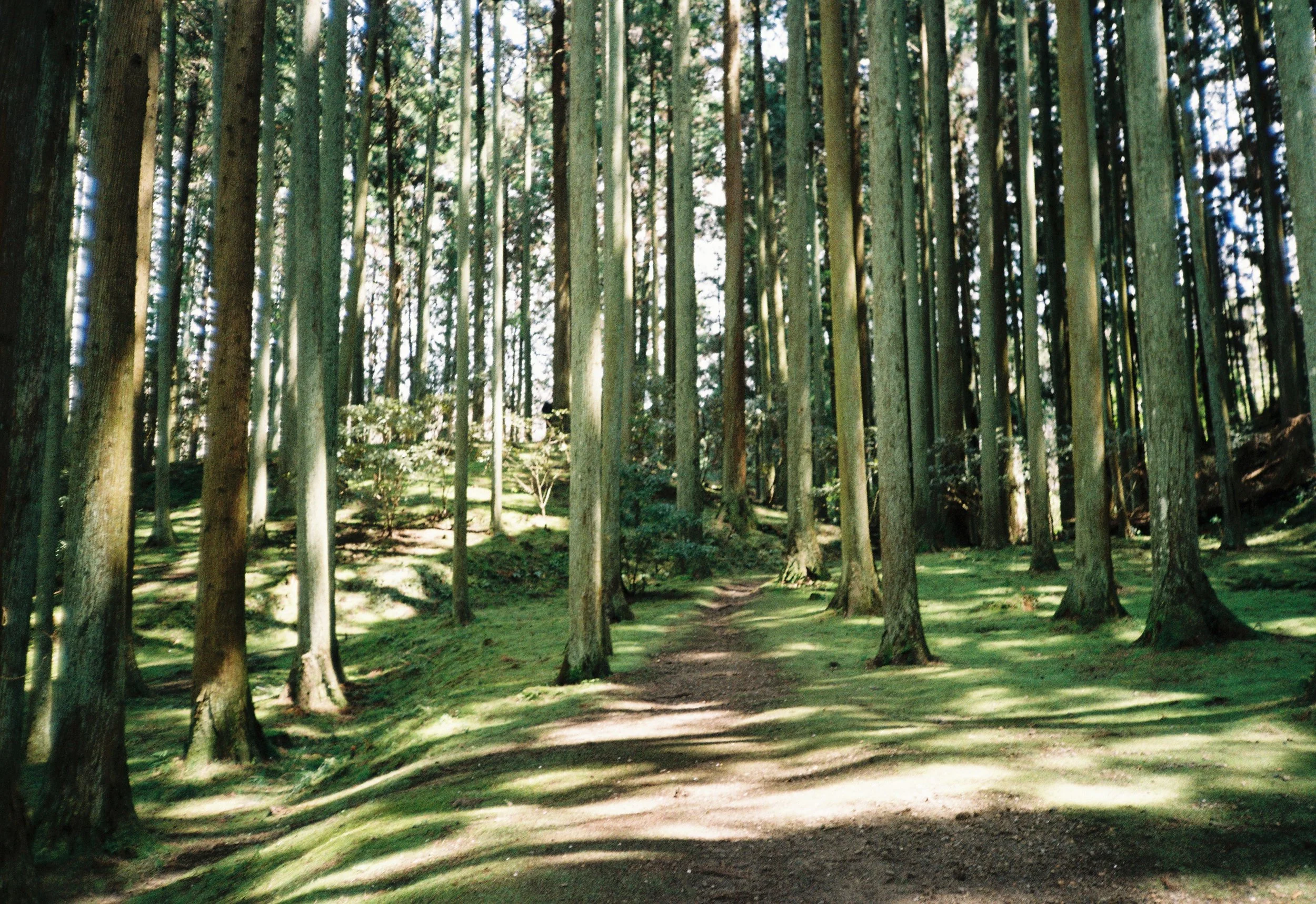 Bosque frondoso con árboles altos, sombra en el suelo y sendero en medio de la vegetación.