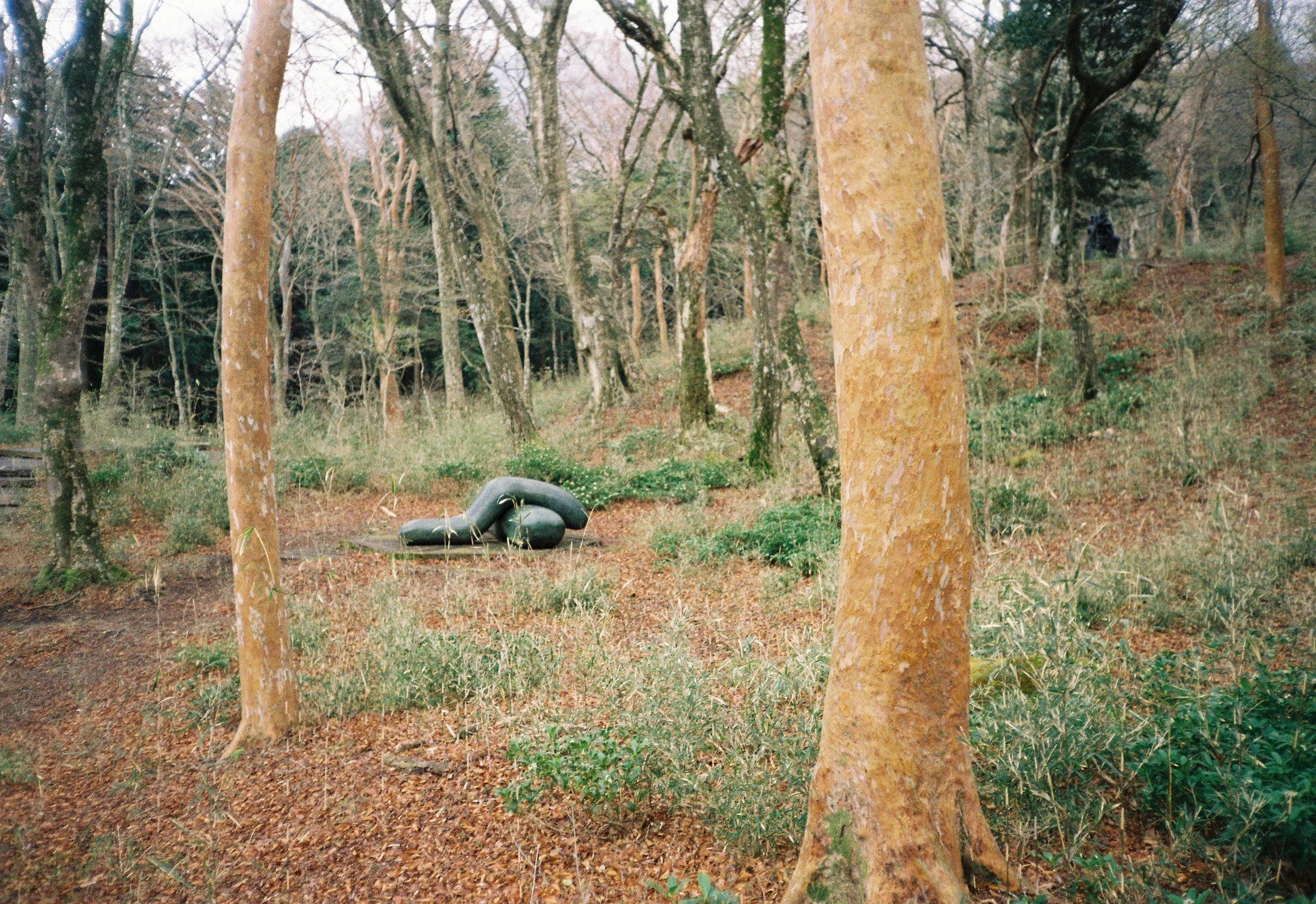 Un bosque con árboles de tronco amarillo y un suelo cubierto de hojas y vegetación. En el centro hay objetos negros que parecen ser neumáticos apilados.