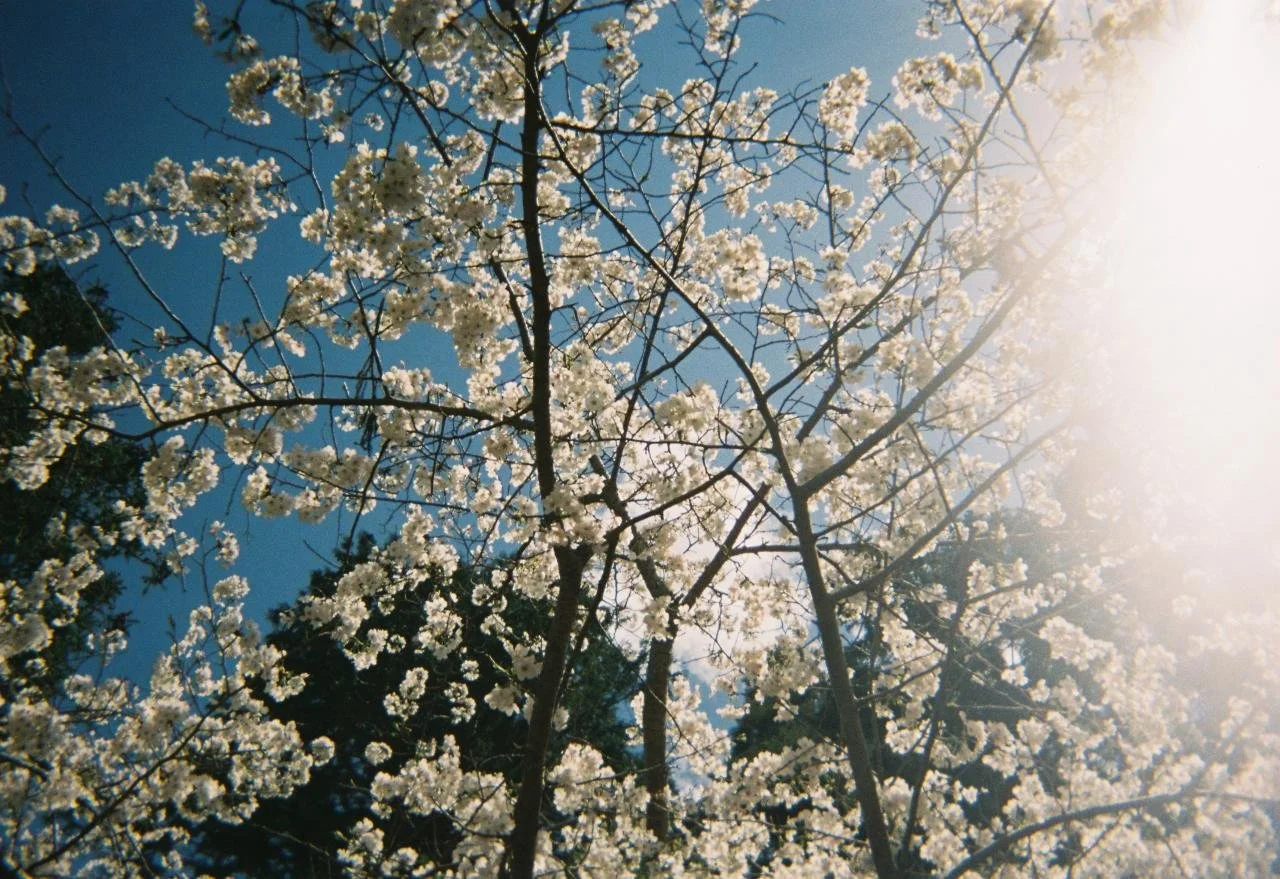Ramo de árbol en flor con flores blancas, cielo azul y sol brillante.