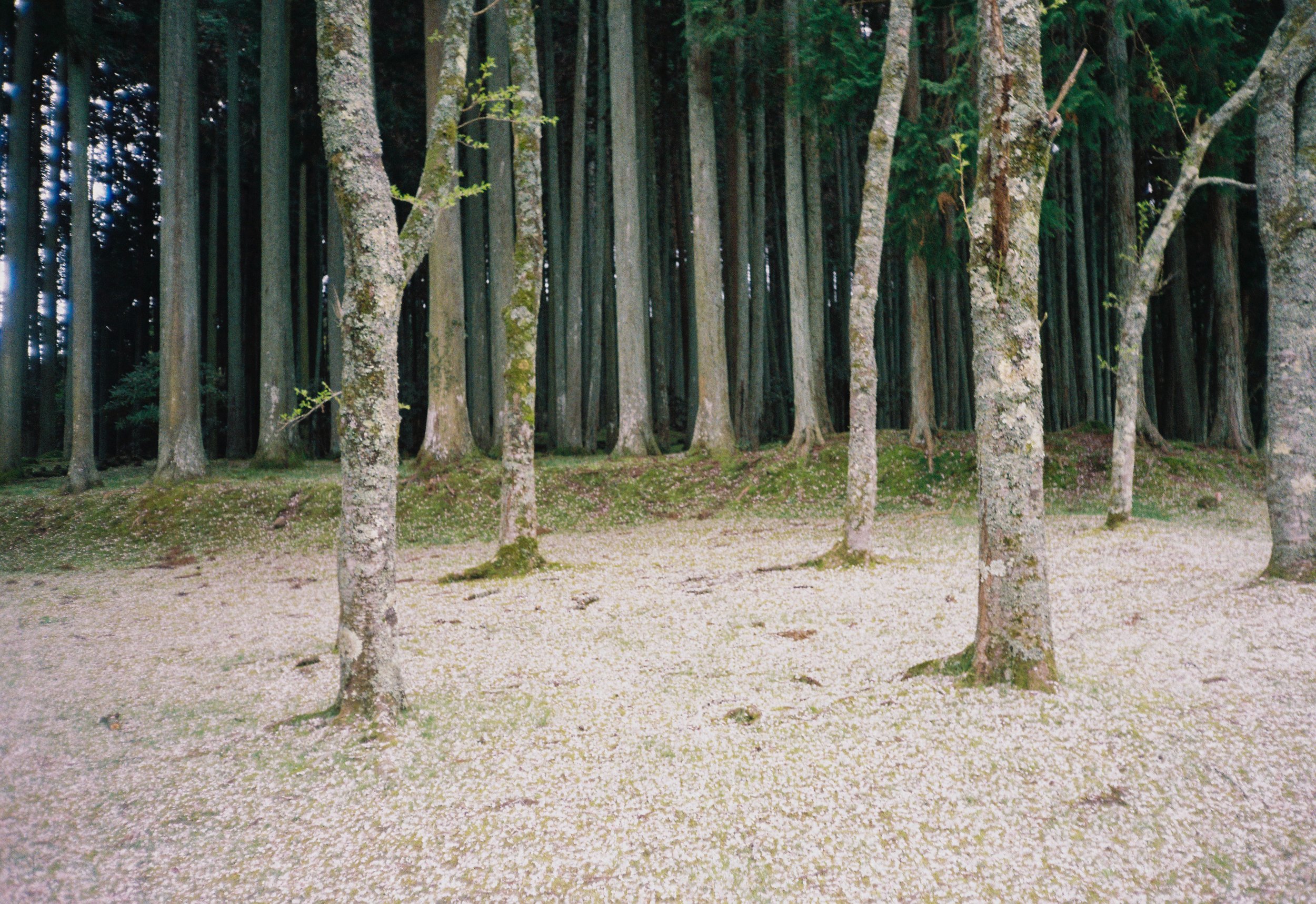 Sendero en un bosque con árboles altos, suelo cubierto de flores y hojas, ambiente natural y tranquilo.