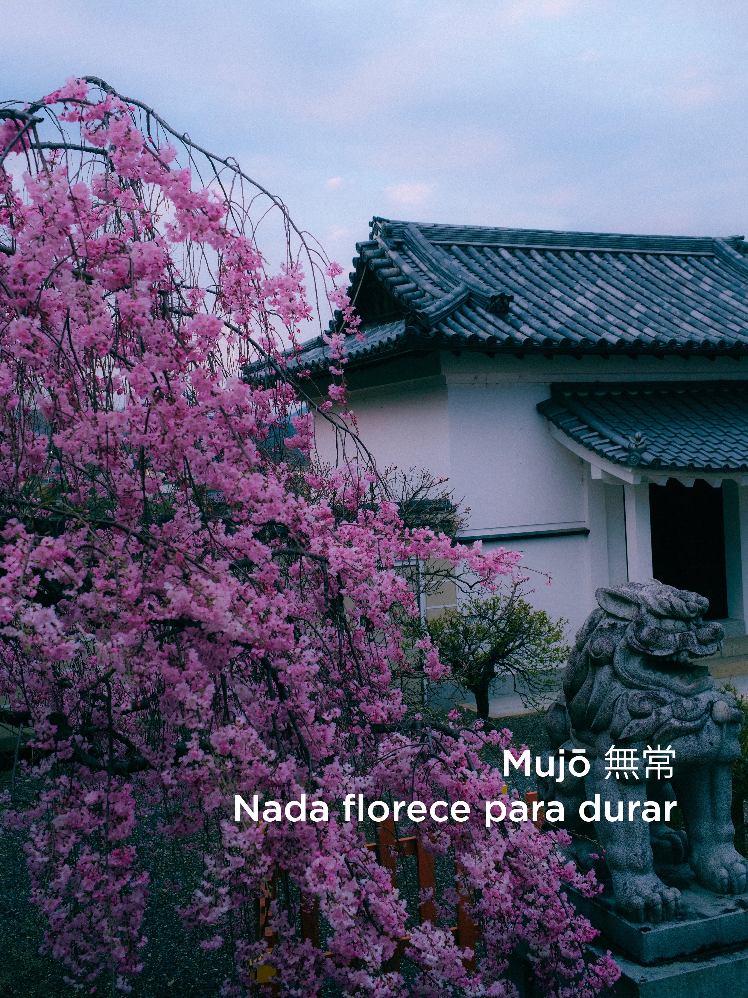 Ramo de flores de cerezo rosadas frente a un templo tradicional japonés con techo de tejas y una estatua de piedra de un monstruo en primer plano.