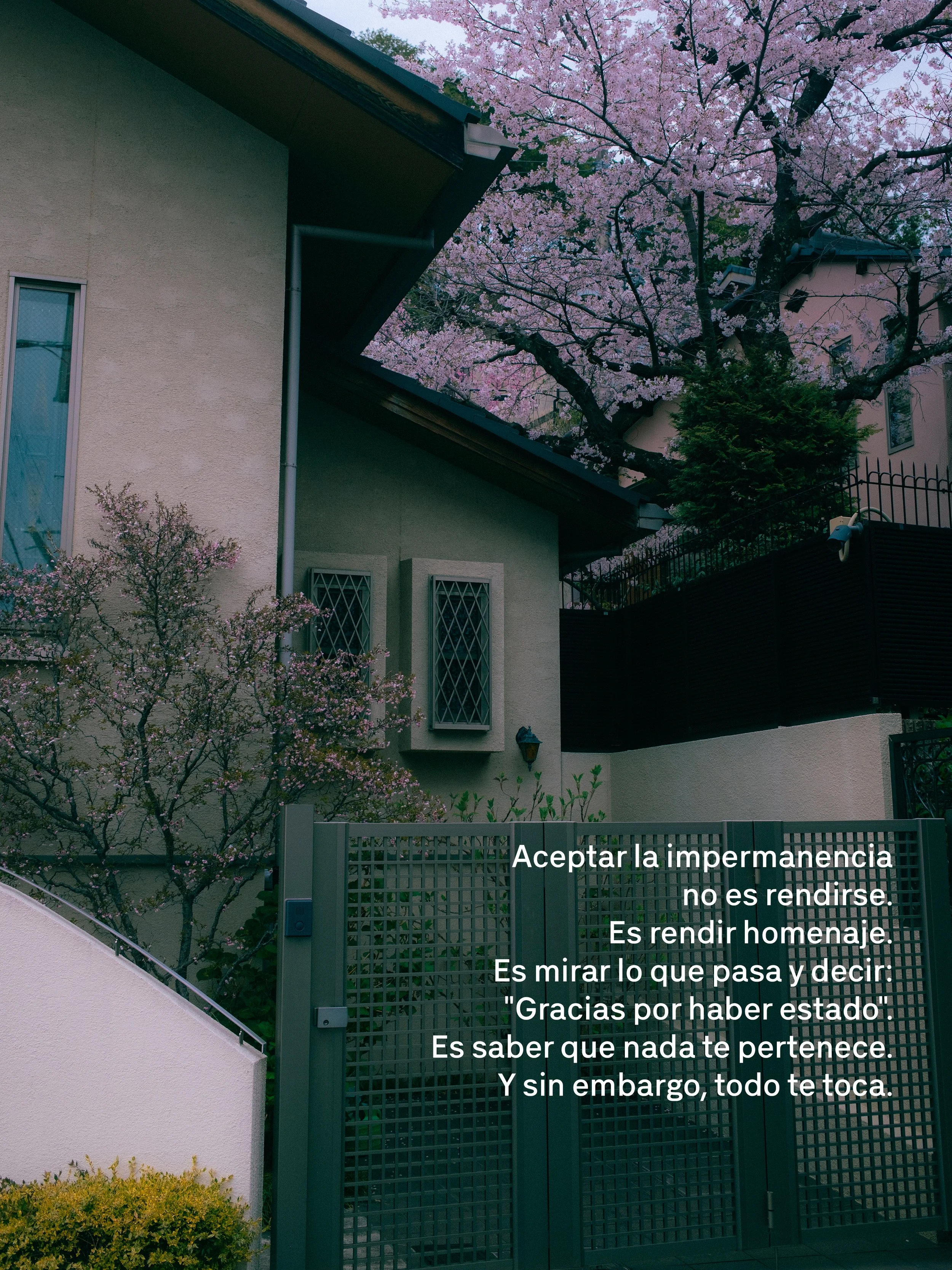 Casa con muro de color crema, ventanas de reja y un árbol de flores rosadas en el fondo. Texto en la parte inferior derecha que dice: 'Aceptar la impermanencia no es rendirse. Es rendir homenaje. Es mirar lo que pasa y decir: "Gracias por haber estado". Es saber que nada te pertenece. Y sin embargo, todo te toca.'