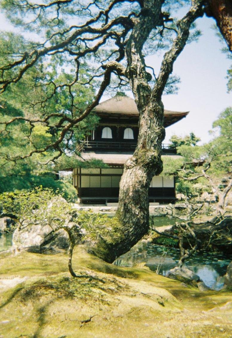 Un árbol curvado en primer plano frente a una casa tradicional japonesa rodeada de vegetación y un estanque.