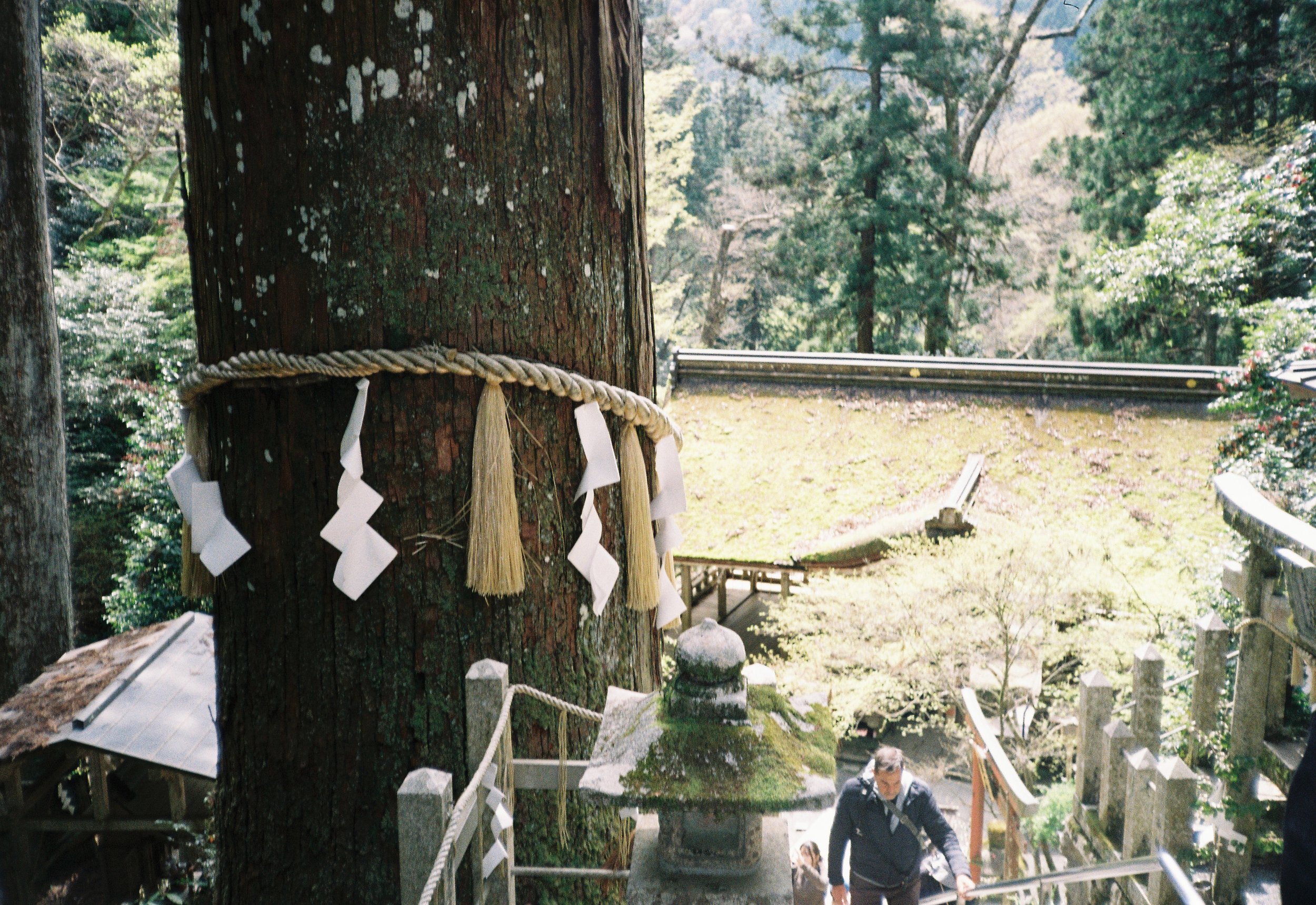 Un árbol grande en un entorno natural con una cuerda decorativa alrededor y papelitos colgados, en un lugar que parece ser un santuario o templo en Japón.