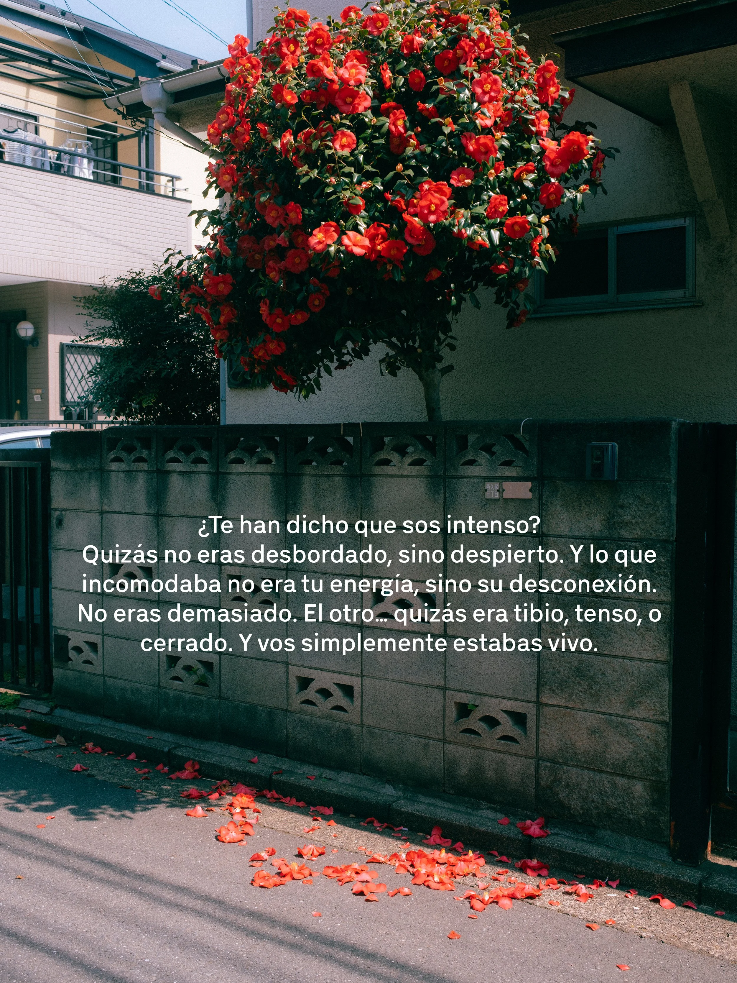 Árbol con flores rojas en la acera frente a una casa con muro de cemento; en la calle hay pétalos caídos y un texto en la parte inferior que habla sobre sentimientos y energía.
