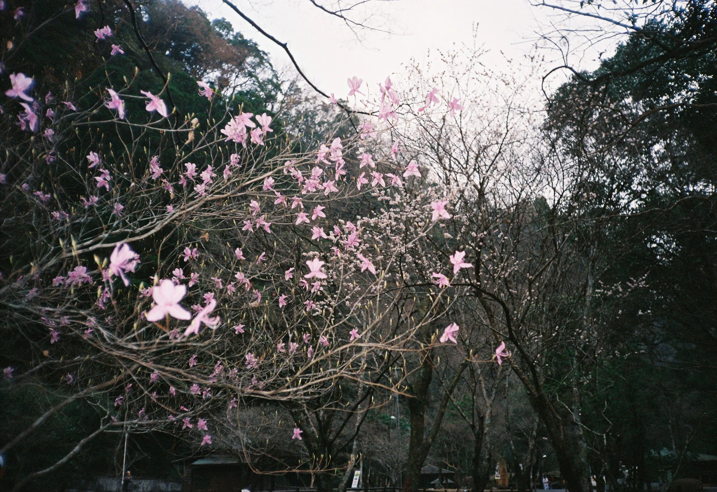árbol con flores rosadas y ramas desnudas, con un cielo grisáceo y árboles verdes de fondo