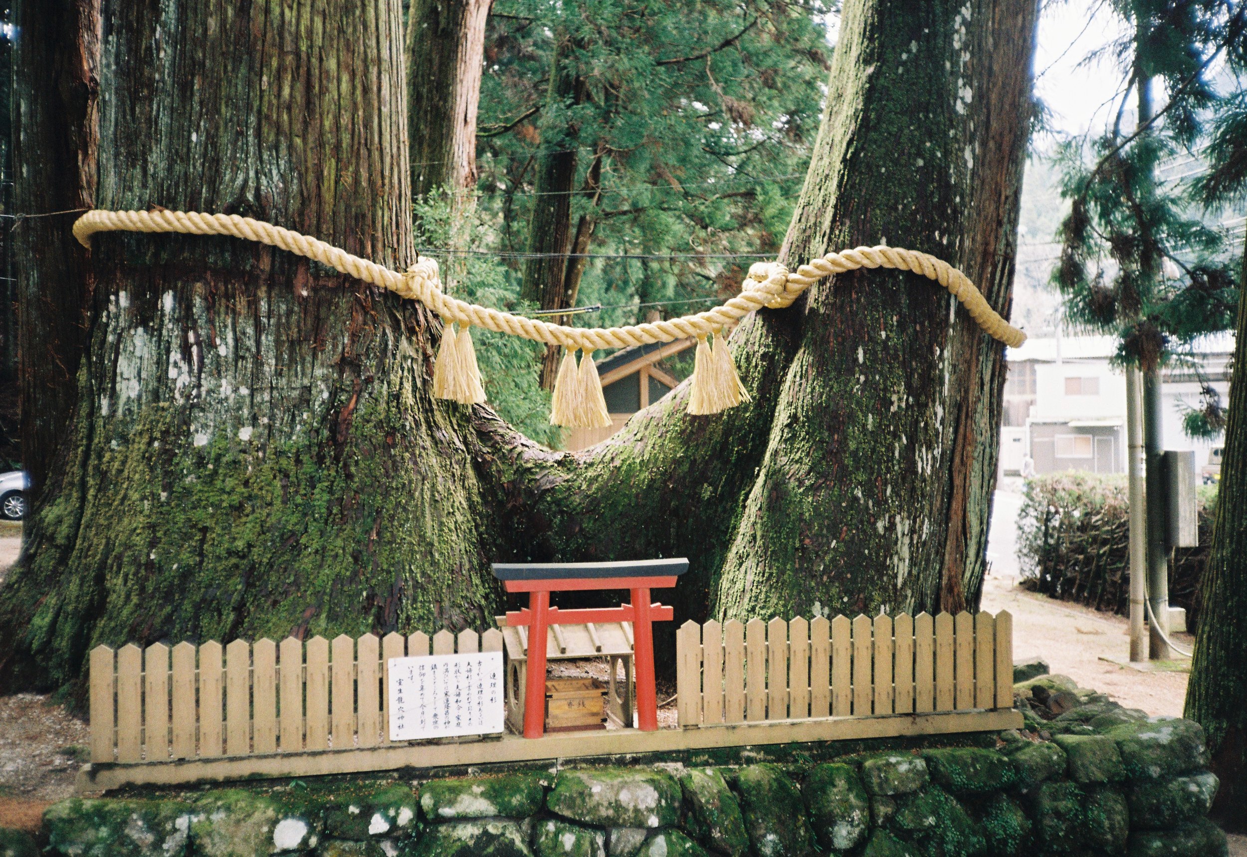 árbols grandes en un bosque con una cuerda blanca colgada entre ellos. En la parte delantera, hay una valla de madera y un pequeño altar o estructura cubierta con instrucciones en japonés.